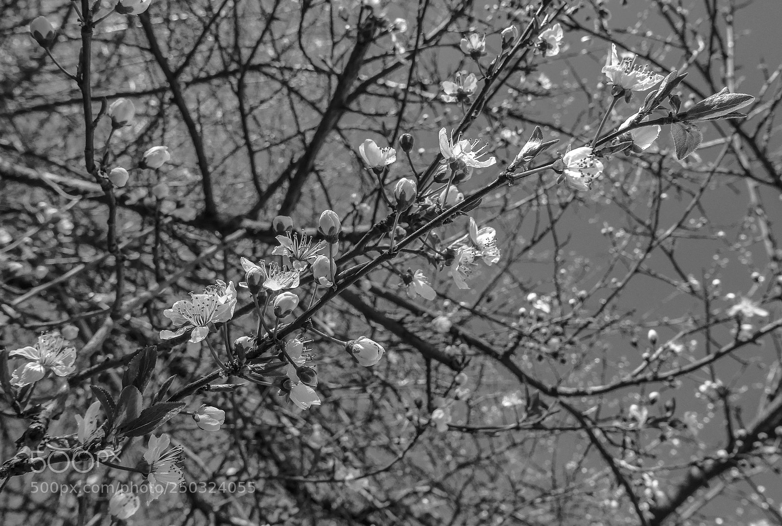 Panasonic Lumix DMC-LX100 sample photo. First blossoms in the photography