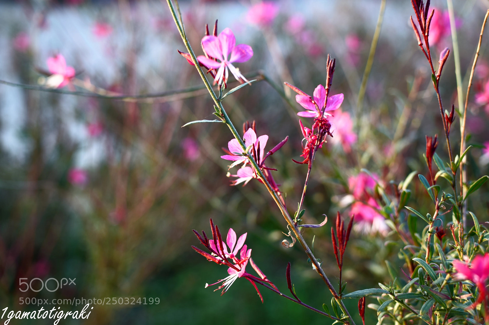 Nikon D5300 sample photo. Pink spring photography