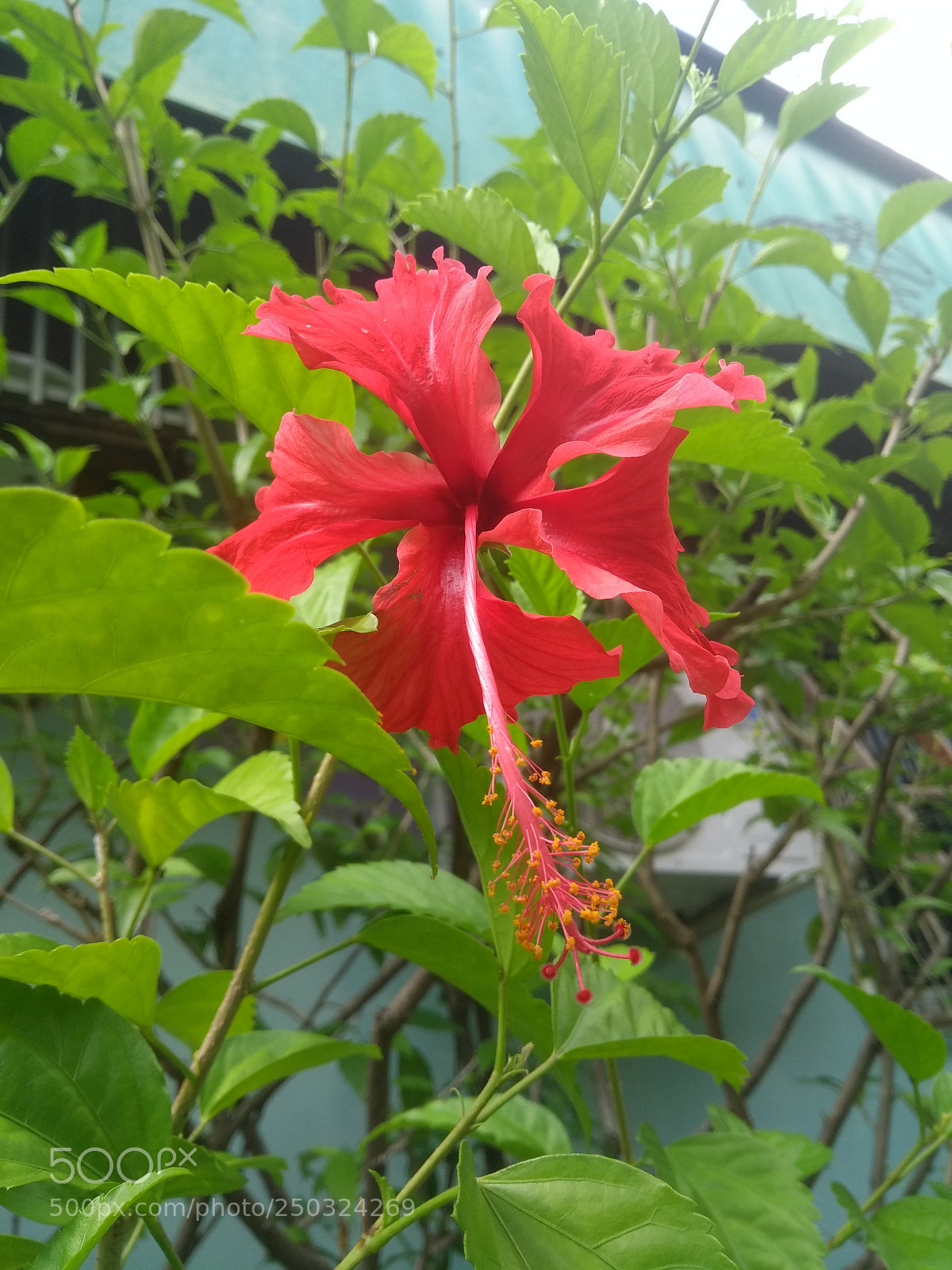 Motorola Moto G (5th Gen) sample photo. Red photography