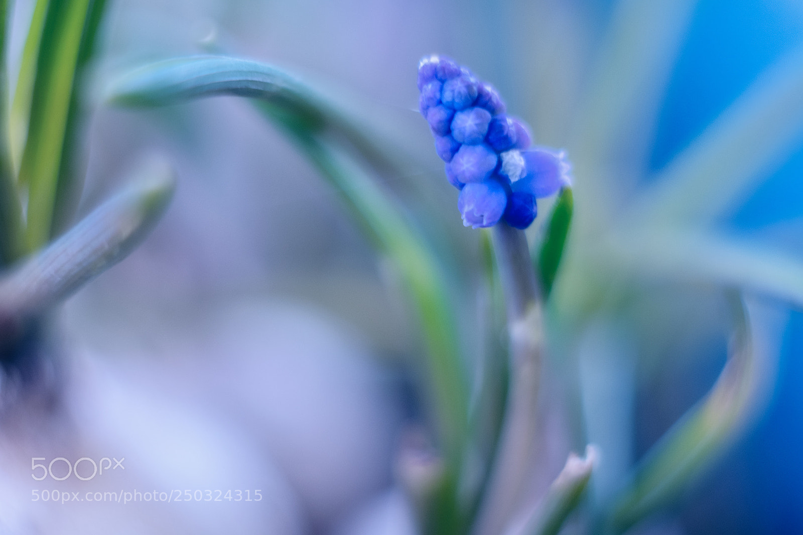 Fujifilm X-T10 sample photo. Softly photography