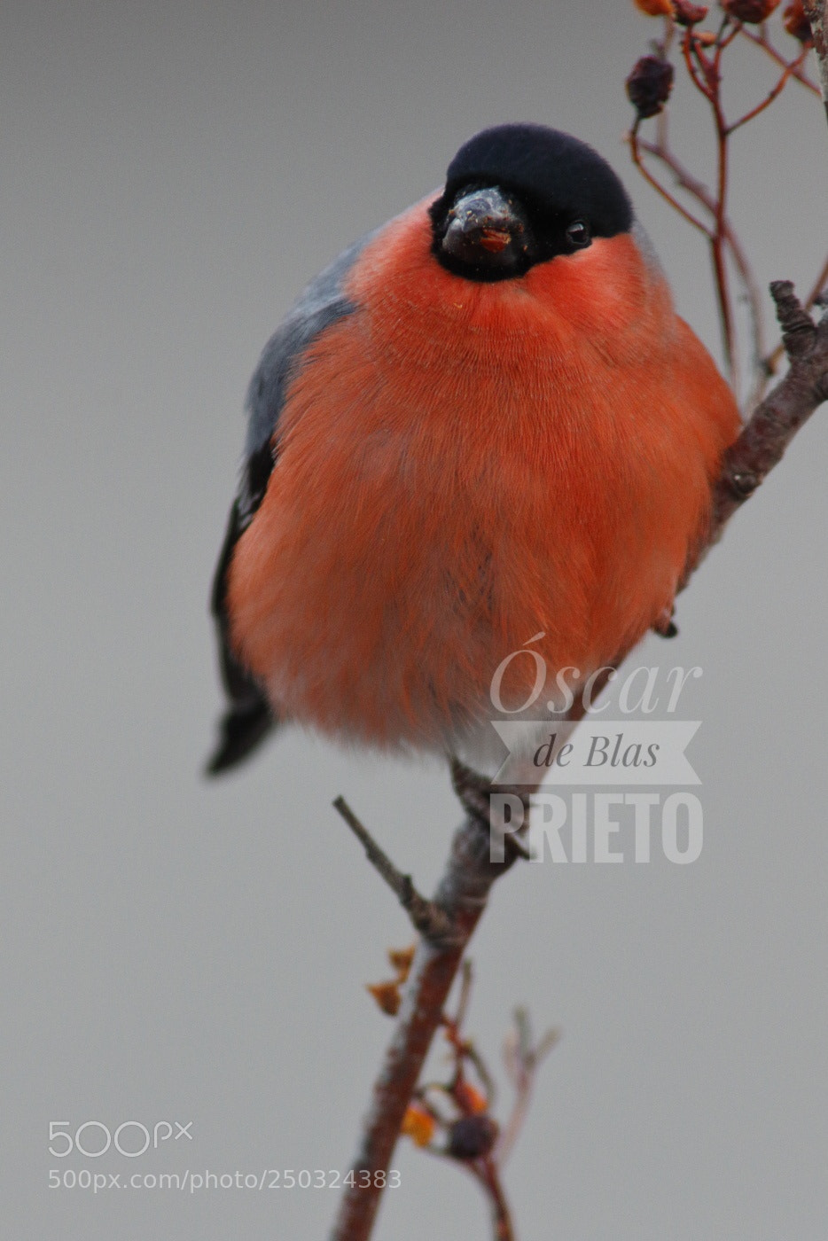 Canon EOS 7D Mark II sample photo. Bullfinch photography