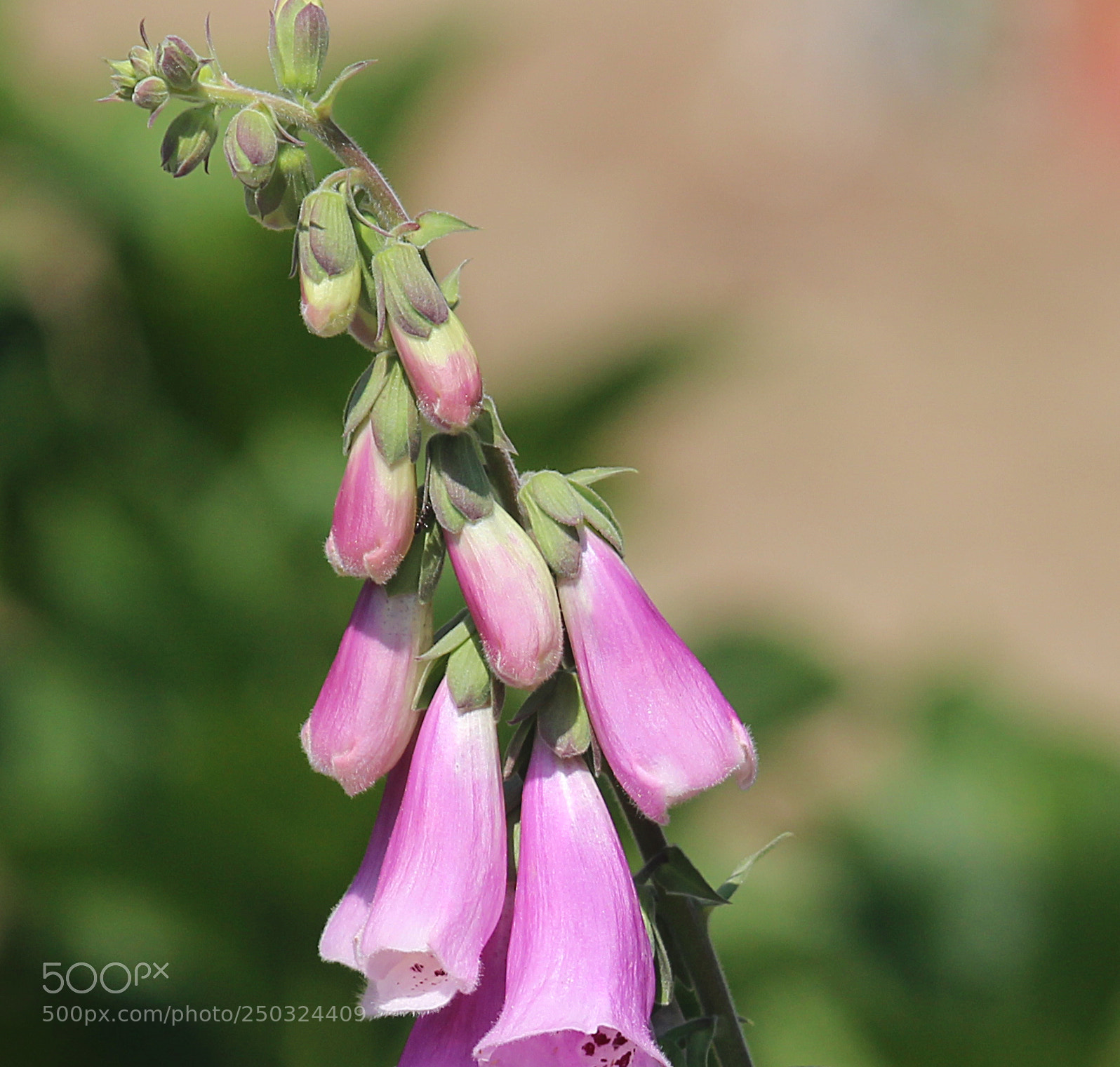 Canon EOS 600D (Rebel EOS T3i / EOS Kiss X5) sample photo. Foxgloves photography