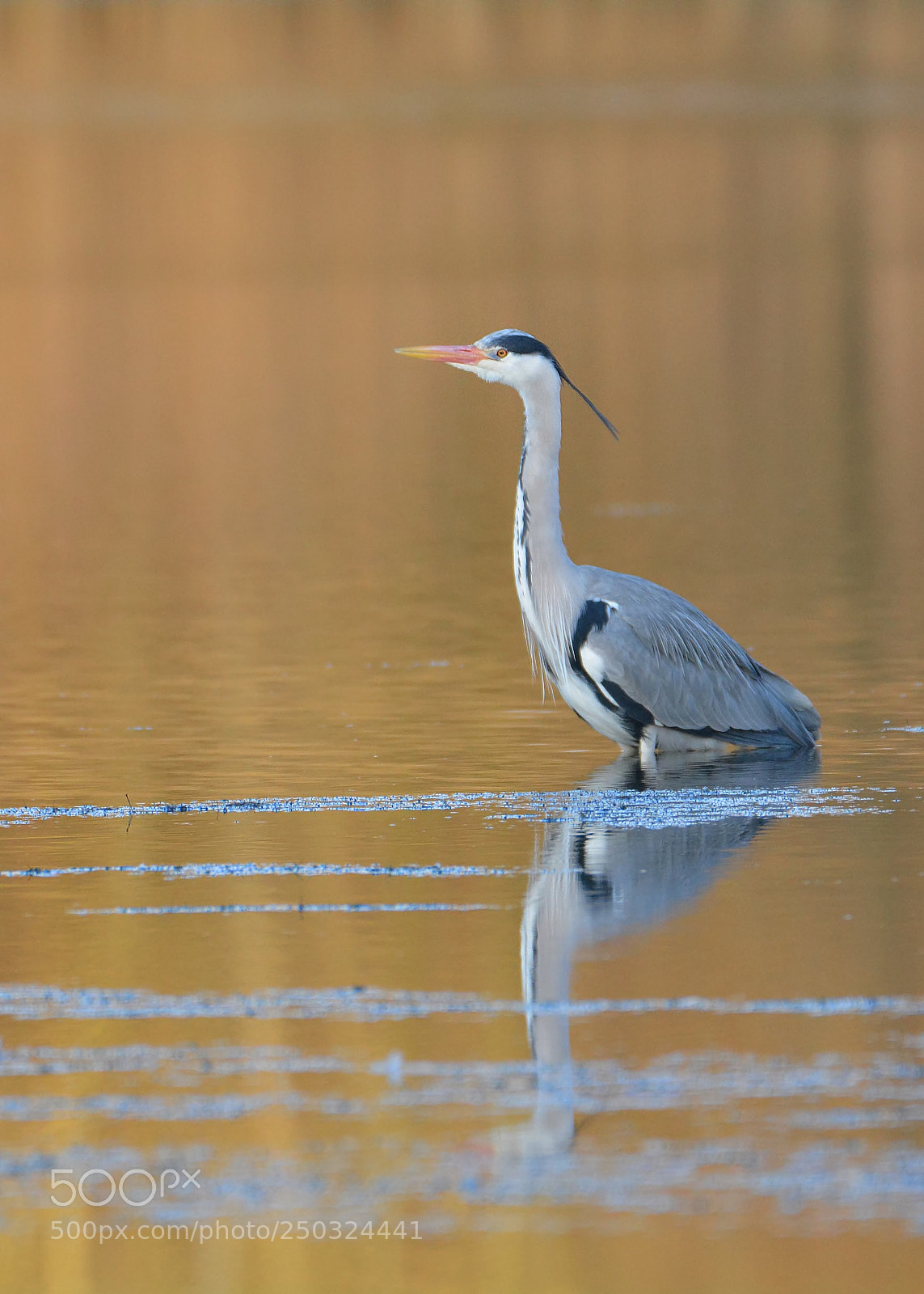 Nikon D5200 sample photo. Grey heron on golden photography