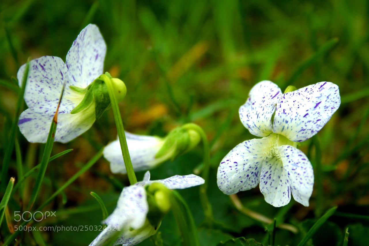 Canon EOS 350D (EOS Digital Rebel XT / EOS Kiss Digital N) sample photo. Speckled violets of spring photography