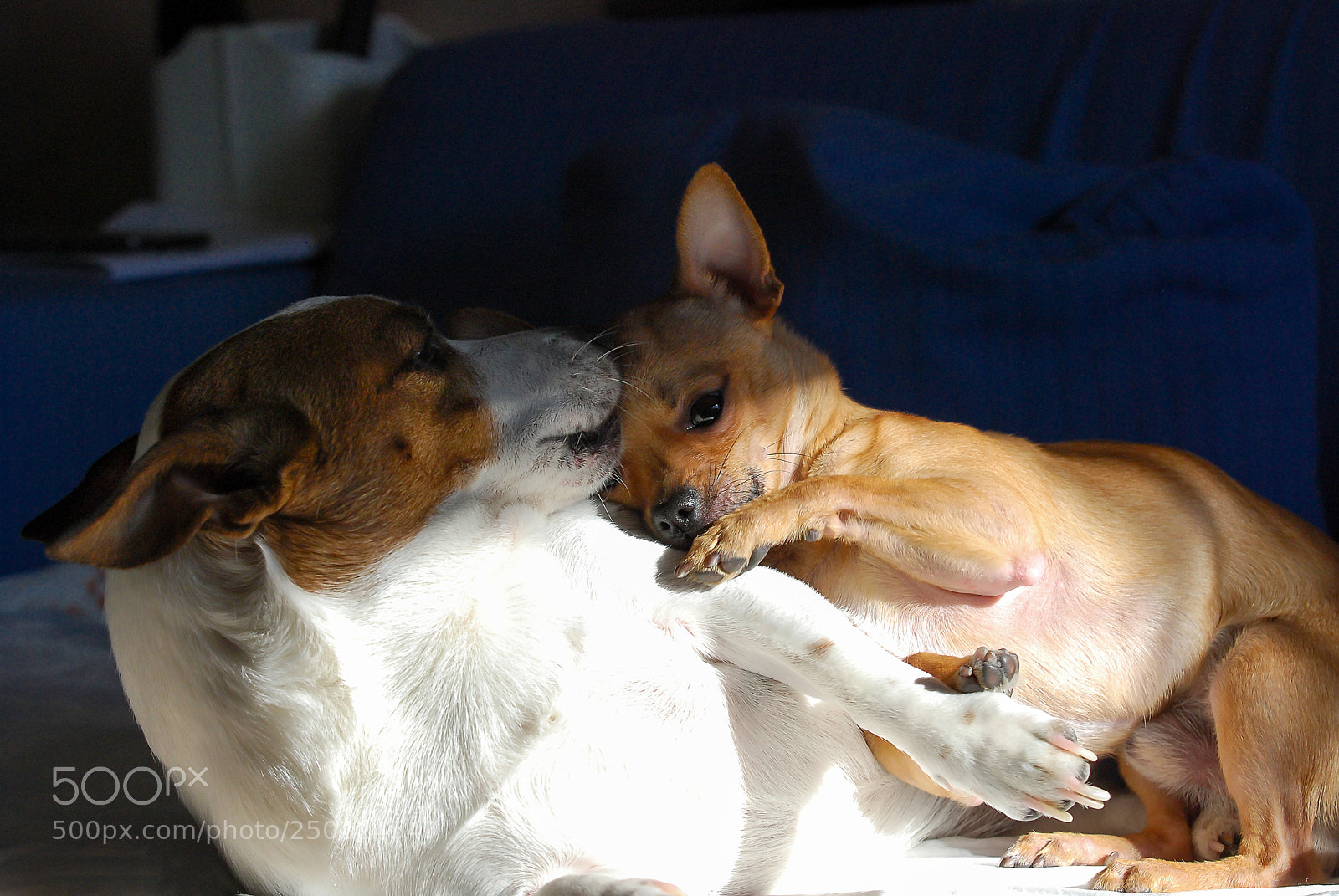 Nikon D60 sample photo. Coccole photography