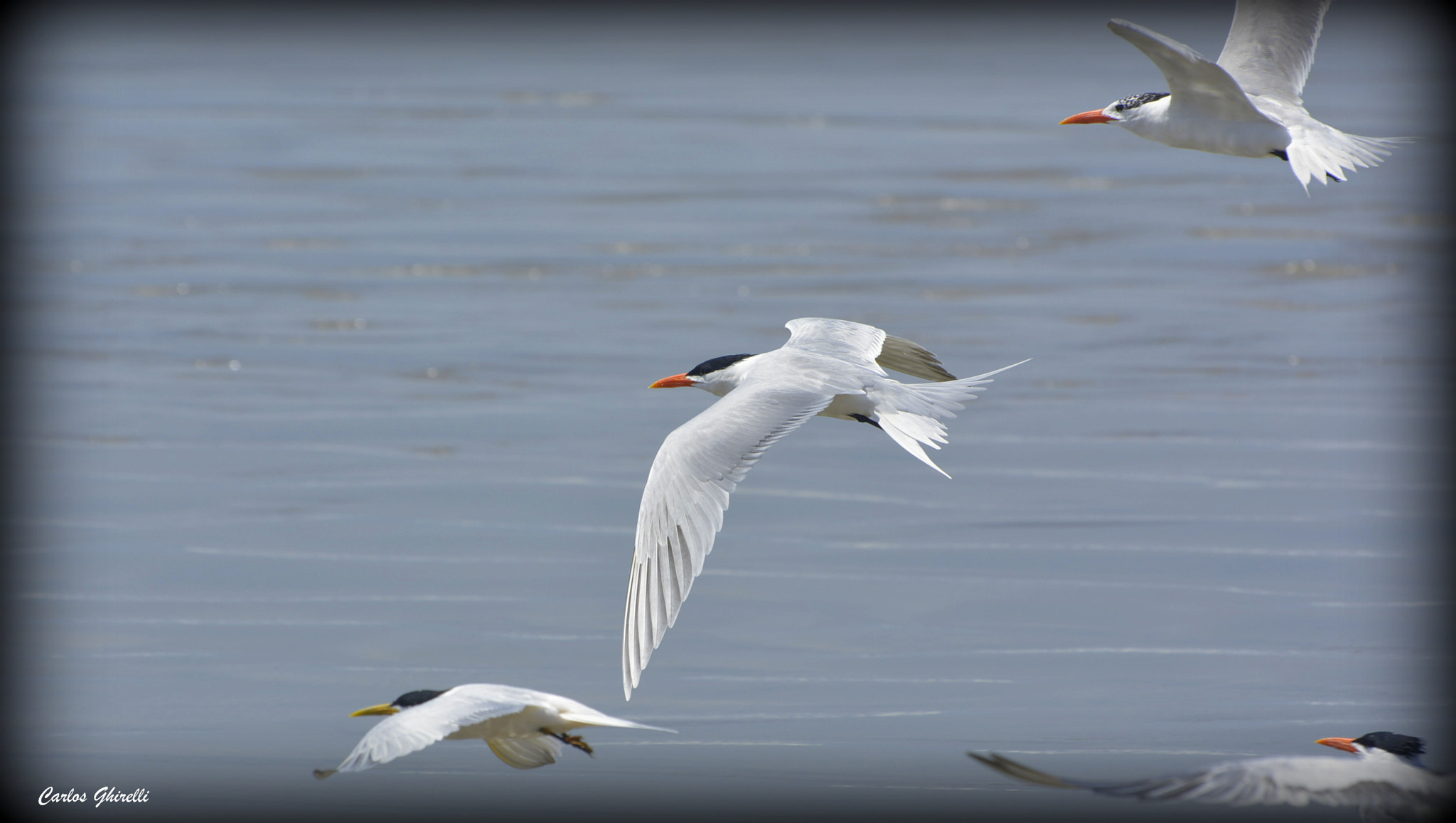 Nikon D5200 sample photo. Trinta réis real (thalasseus maximus), royal tern. photography