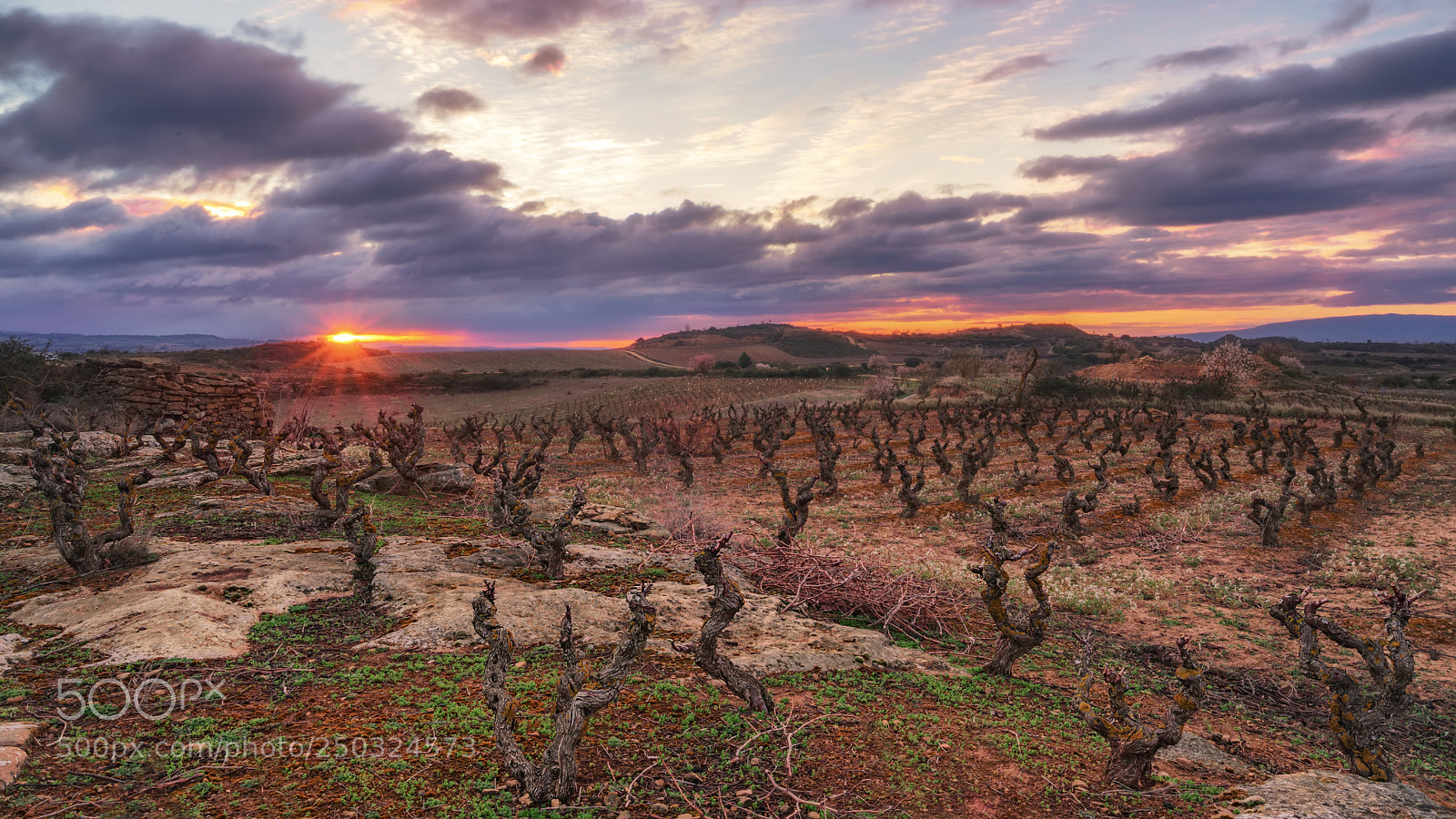 Sony a7R II sample photo. Sunstar & vines photography