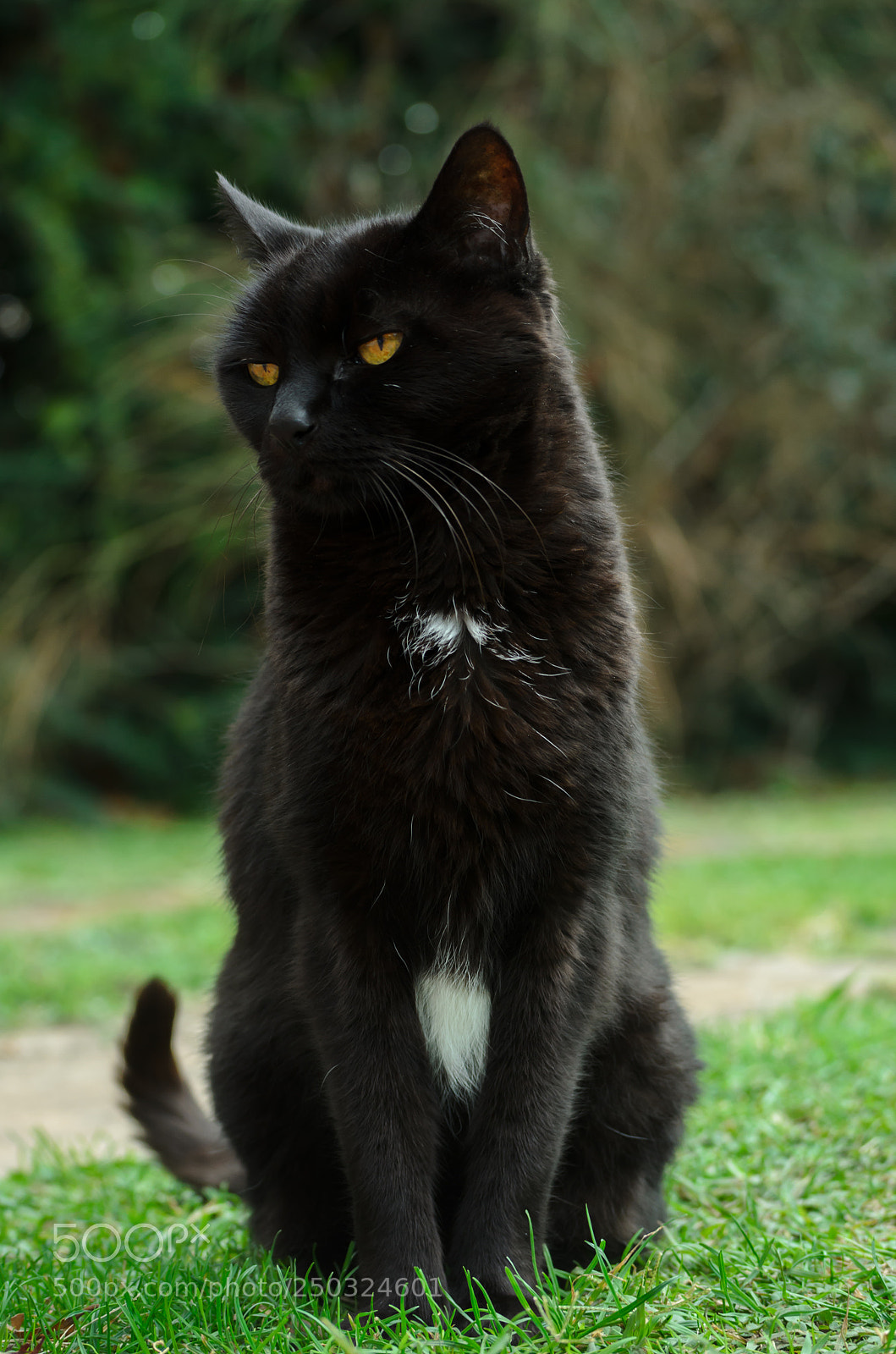 Nikon D7000 sample photo. Blacky photography
