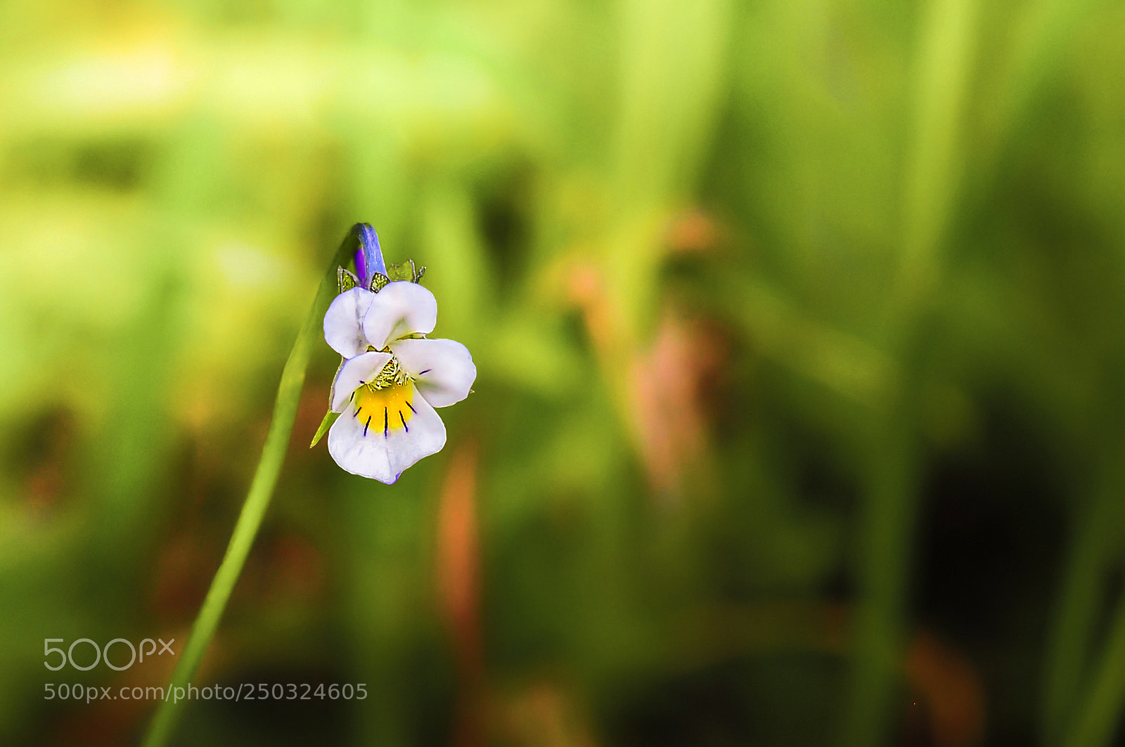 Nikon D90 sample photo. Violet photography