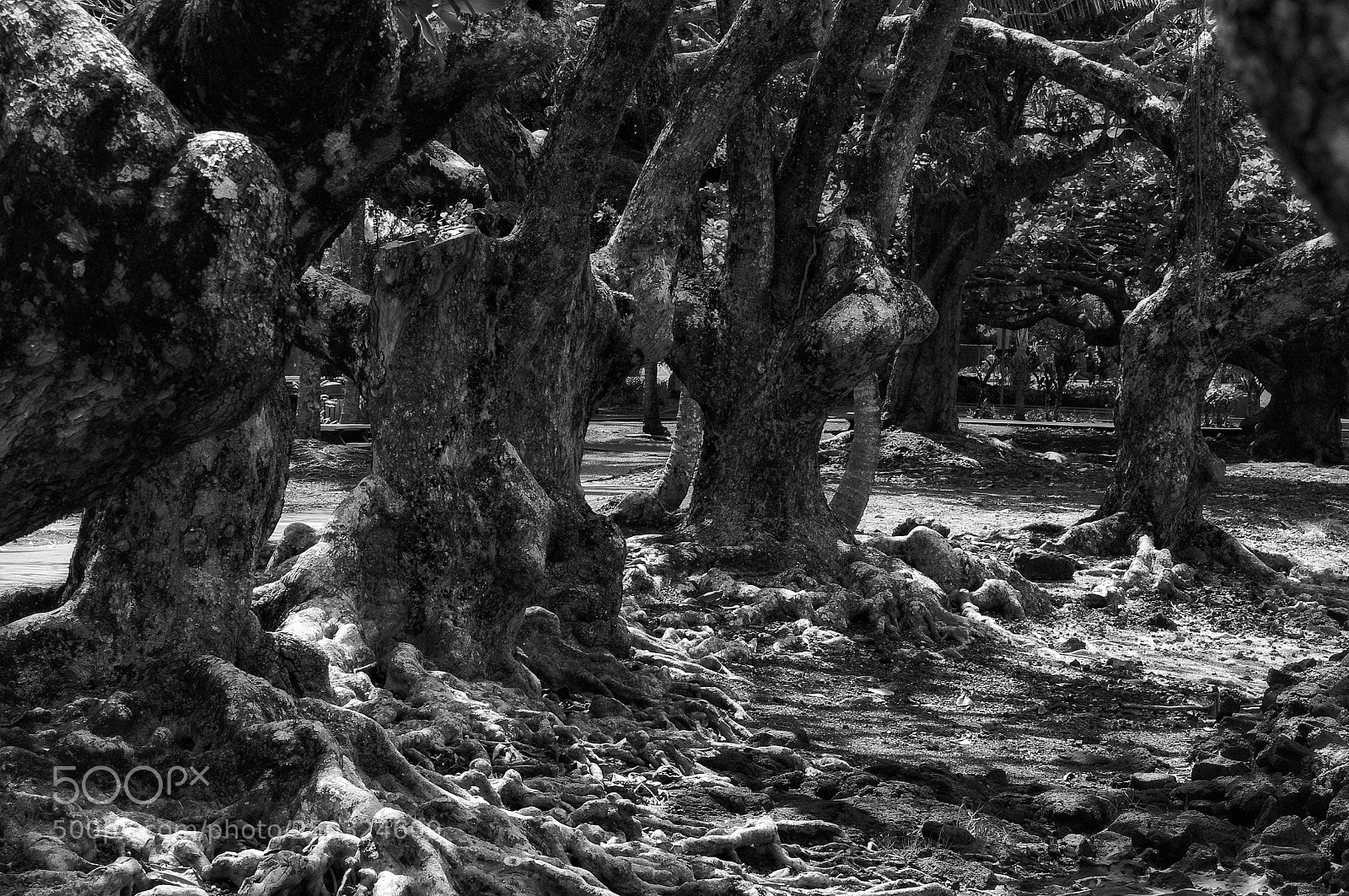 Pentax K-x sample photo. "the soldiers" photography