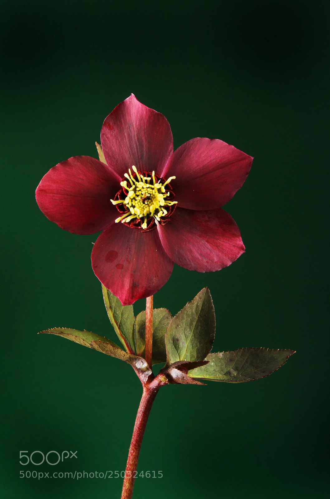 Canon EOS 7D sample photo. Deep red hellibore flower photography