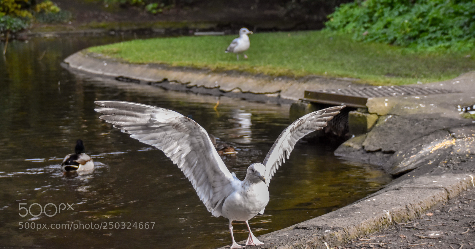 Nikon D5500 sample photo. Wings photography