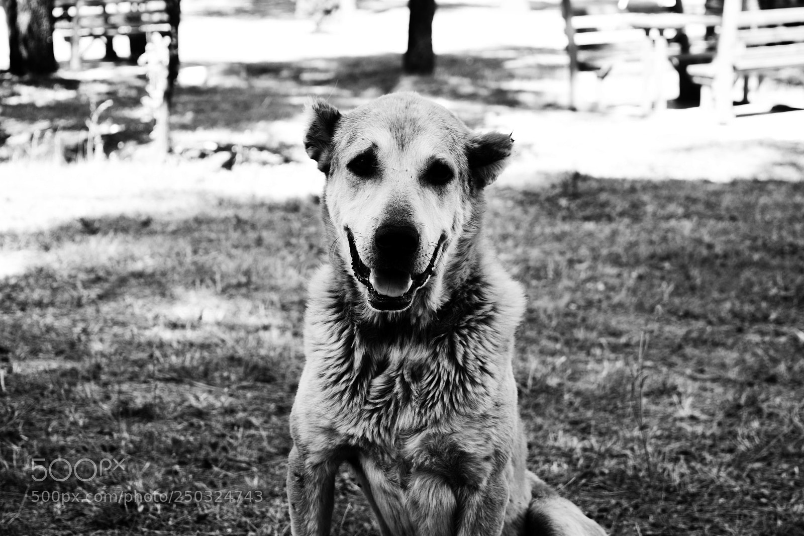 Nikon D5300 sample photo. Çomar photography