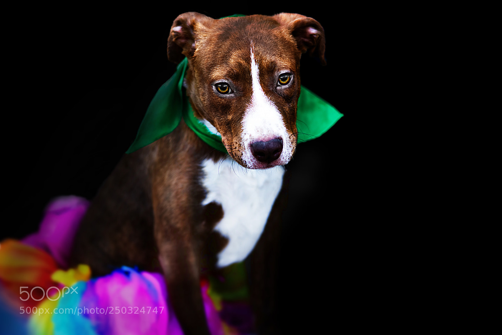 Sony a7R II sample photo. Doggie bloom photography