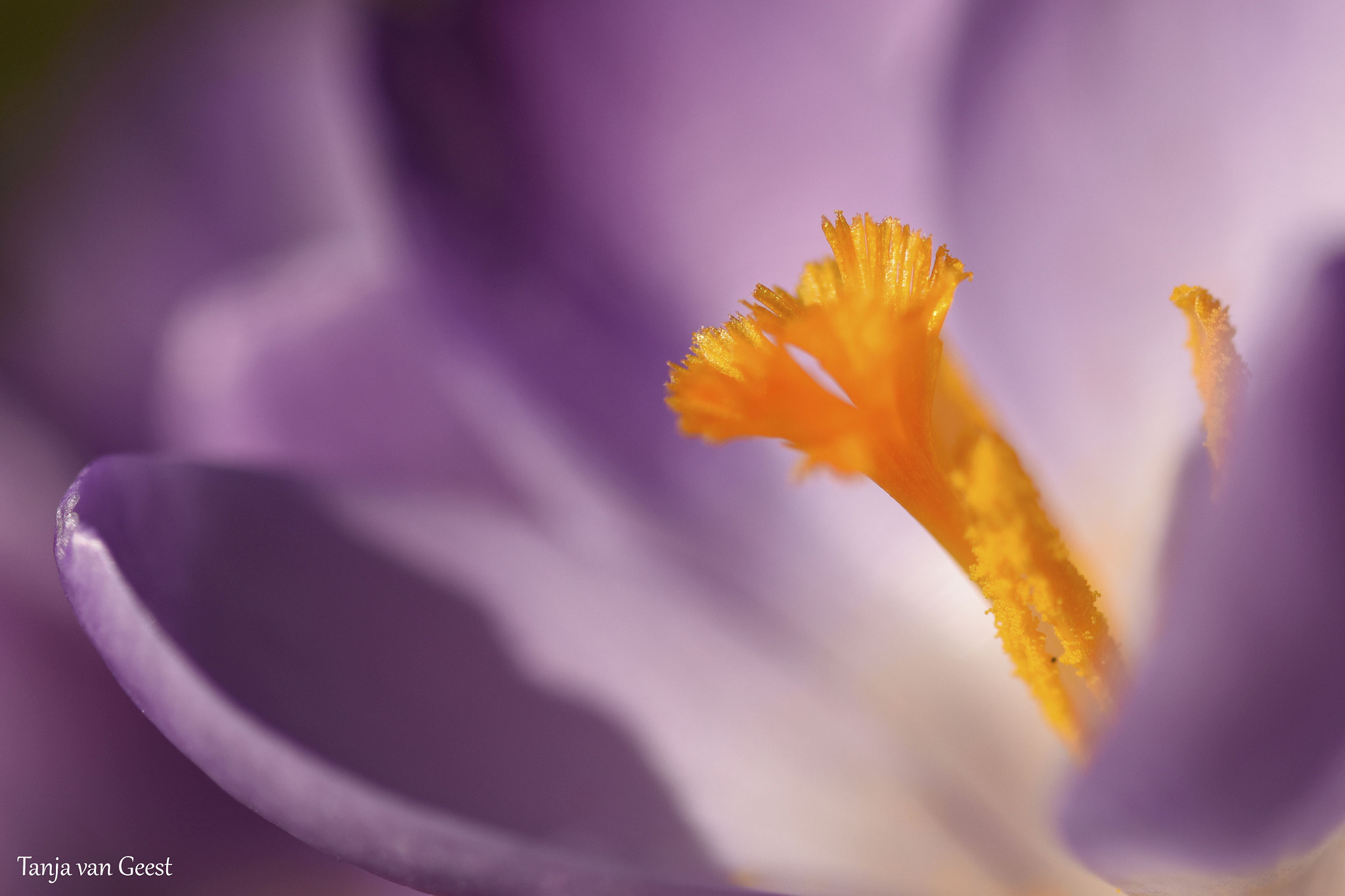 Sigma 105mm F2.8 EX DG OS HSM sample photo. Crocus photography