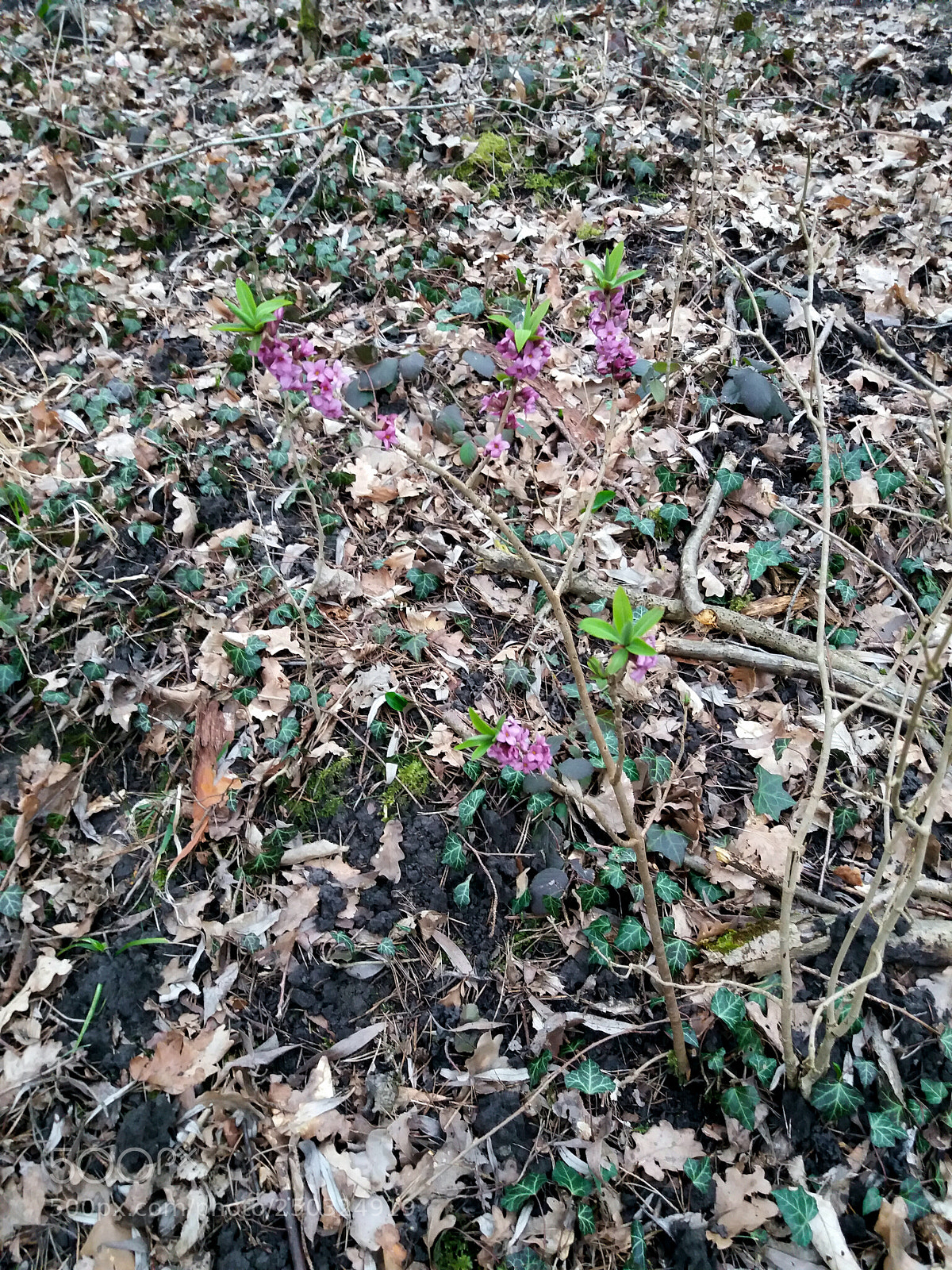 Samsung Galaxy J5(2016) sample photo. Untitled photography