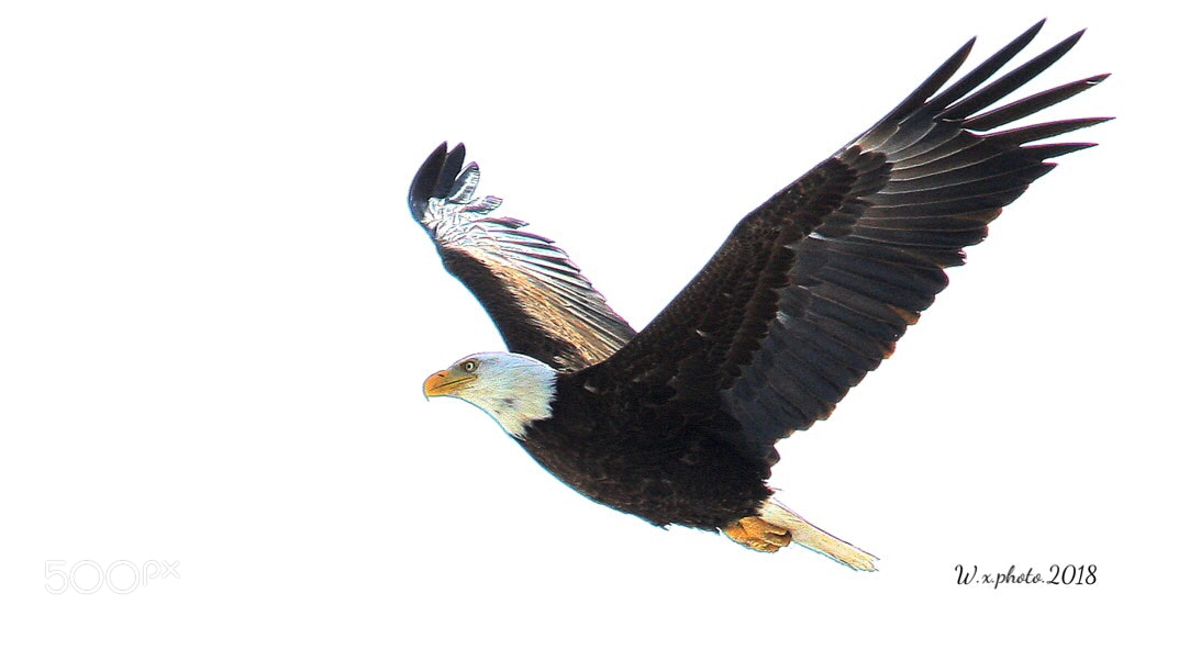 Canon EOS-1Ds Mark III sample photo. Fly photography