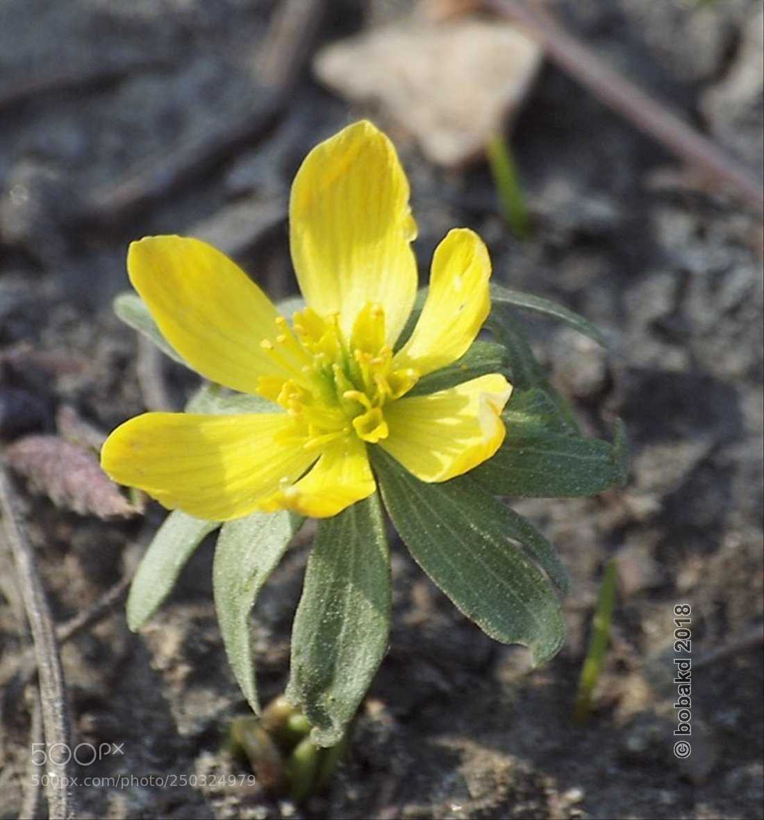 Olympus E-620 (EVOLT E-620) sample photo. Yellow flower photography