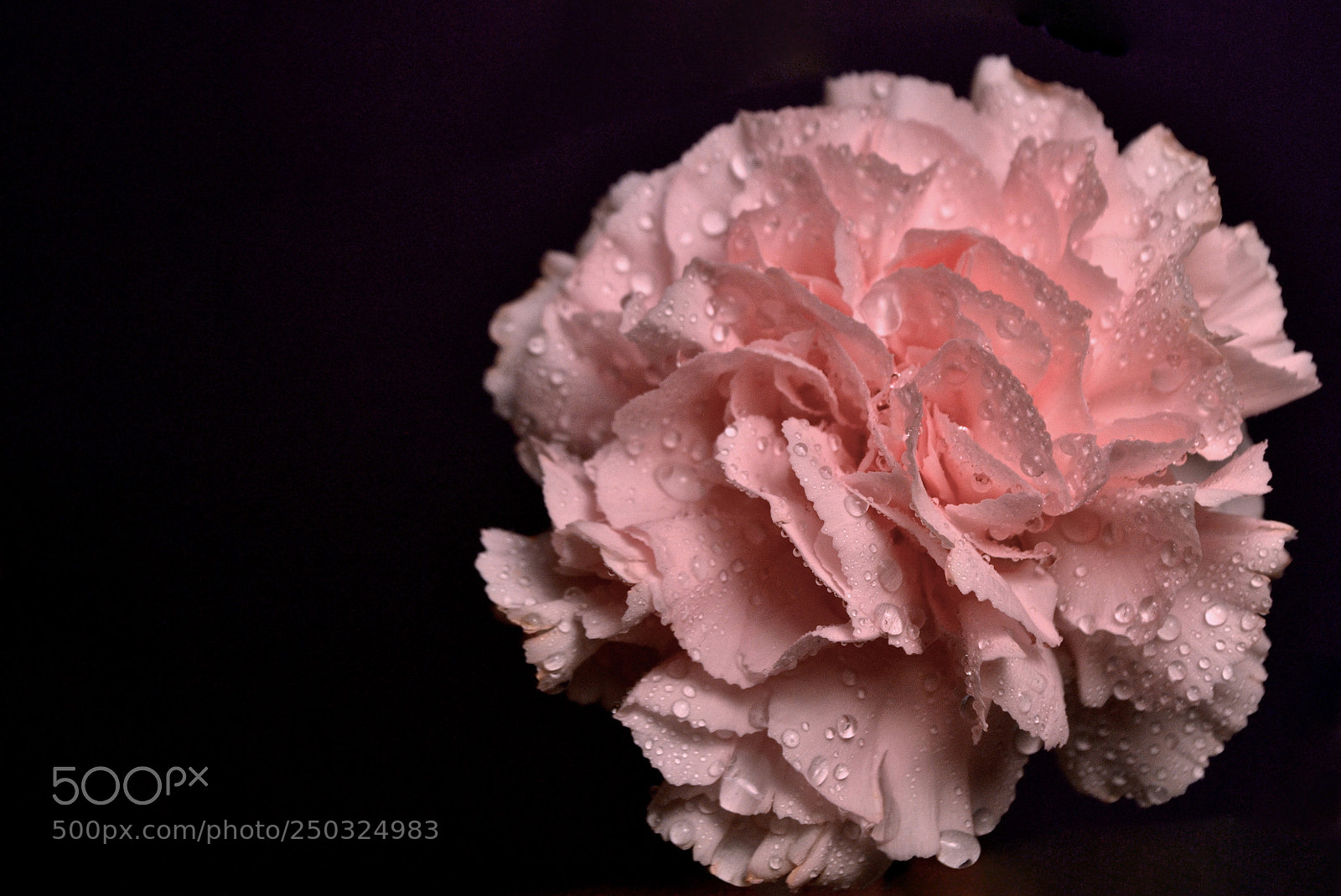 Nikon D3100 sample photo. Carnation rain photography
