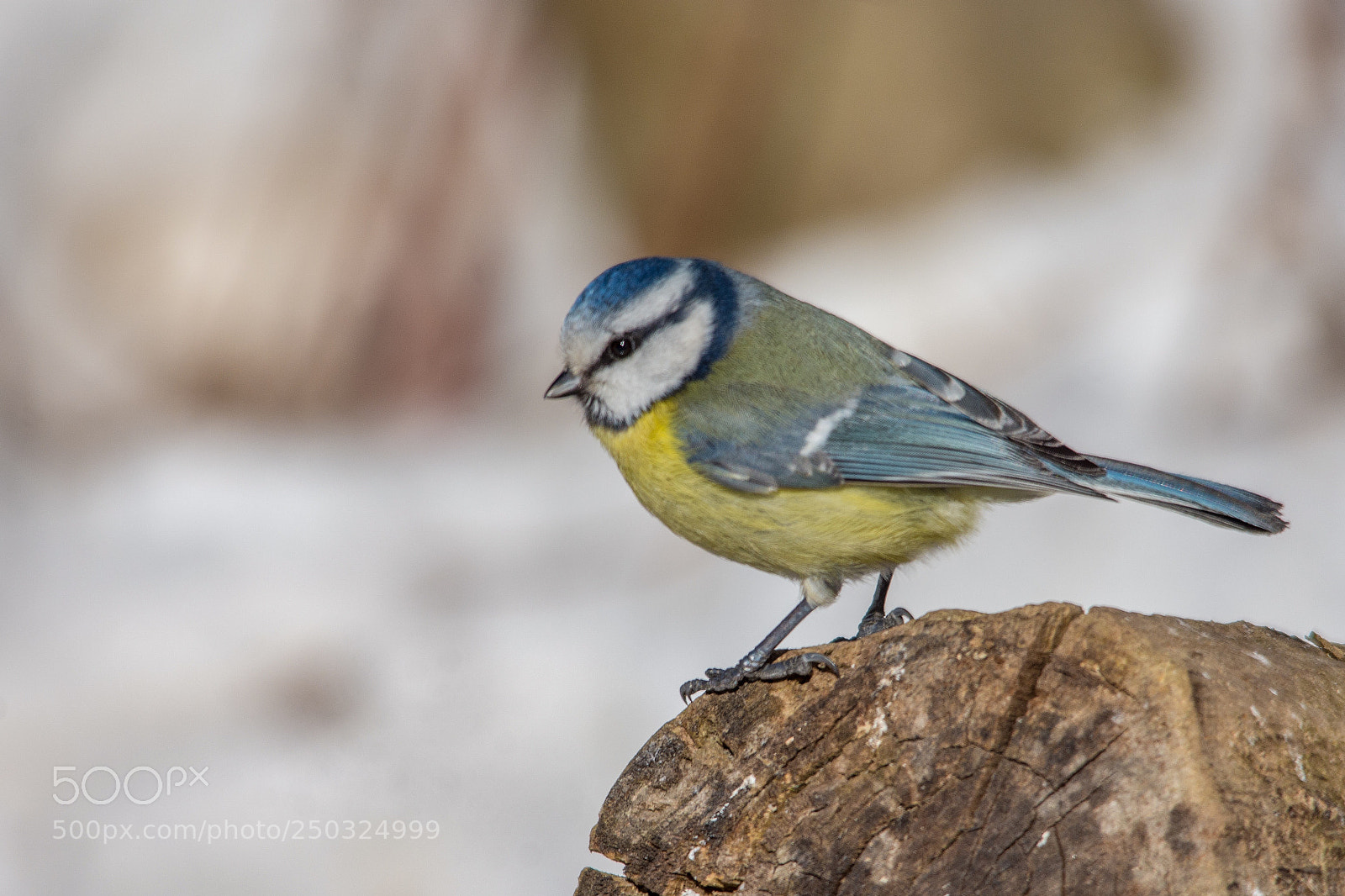 Nikon D7200 sample photo. Blue tit photography
