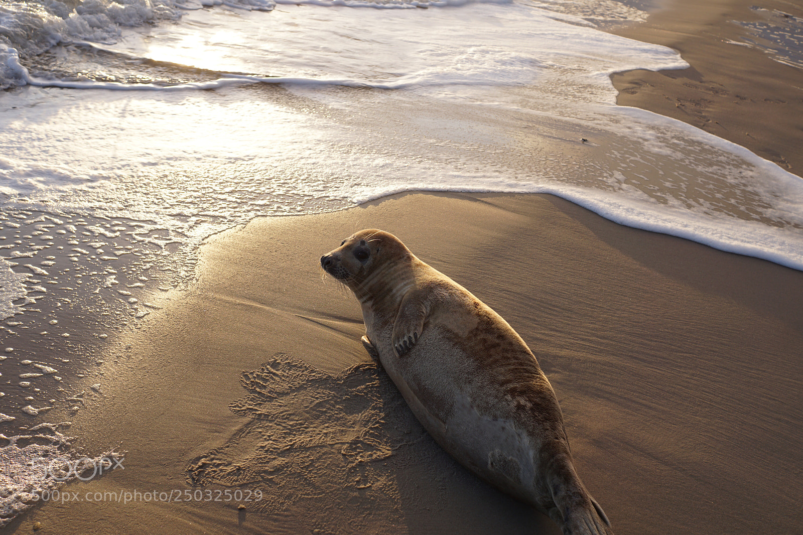 Sony a6000 sample photo. Seal in denmark photography