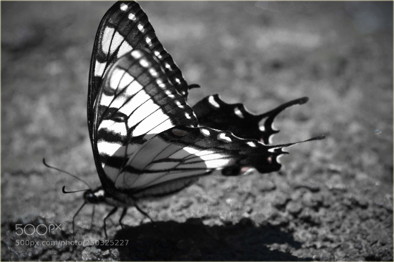 Nikon D3100 sample photo. Butterfly () photography