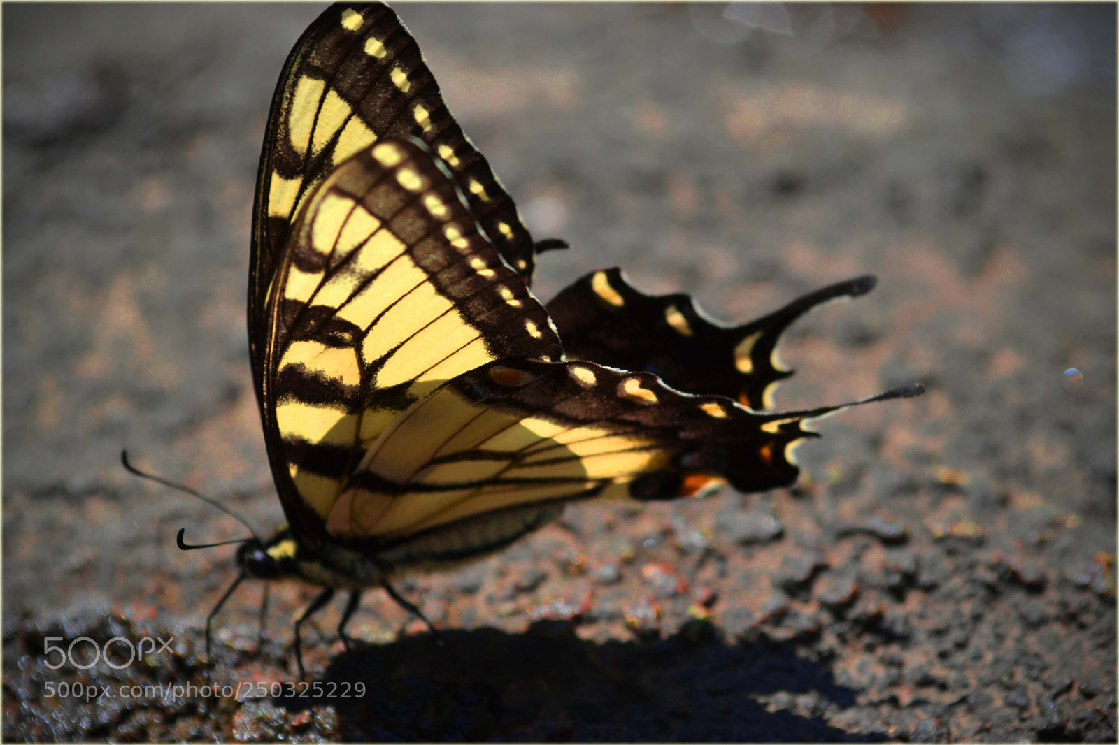 Nikon D3100 sample photo. Butterfly photography