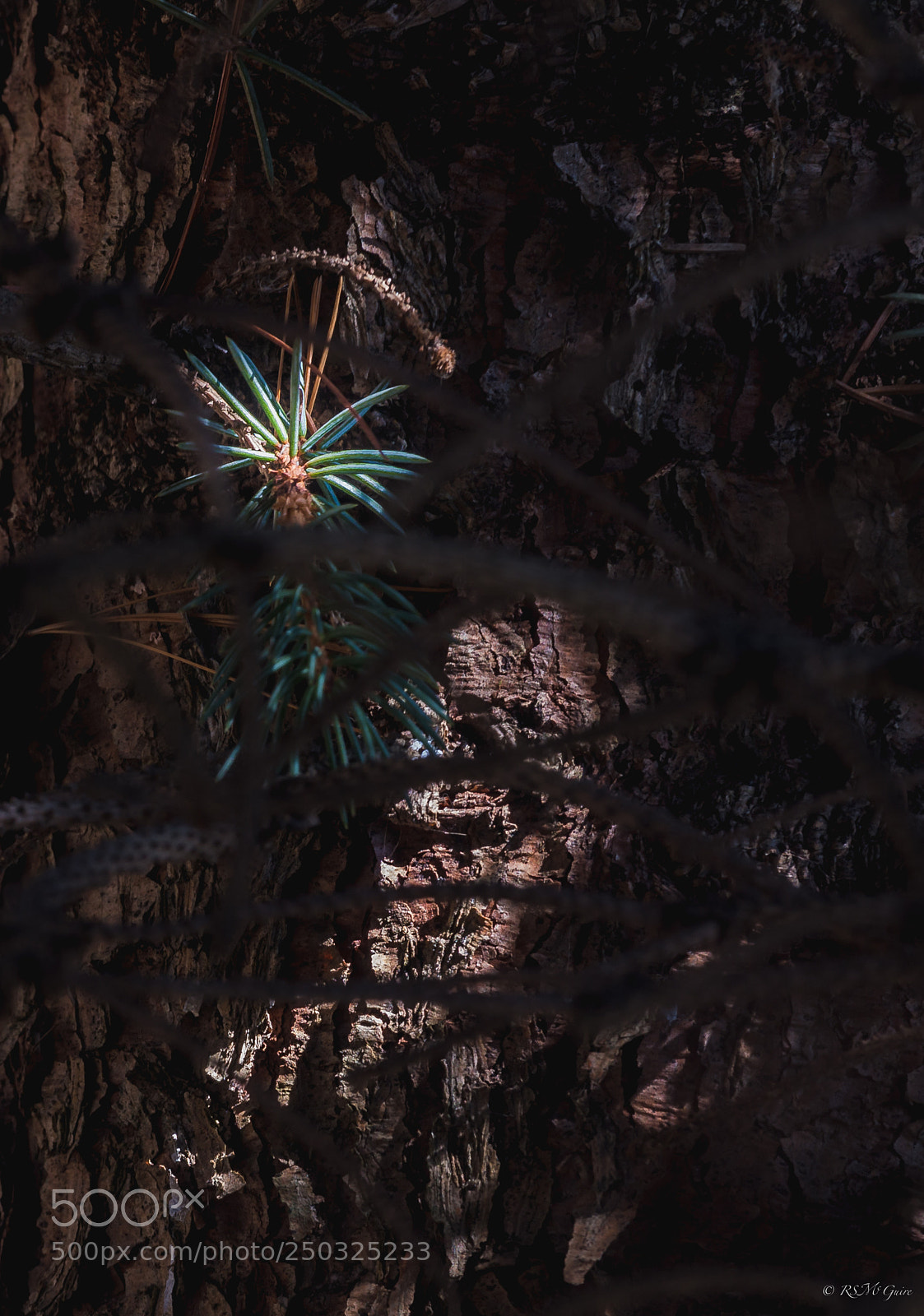 Canon EOS 70D sample photo. Sunshine thru the pine... photography