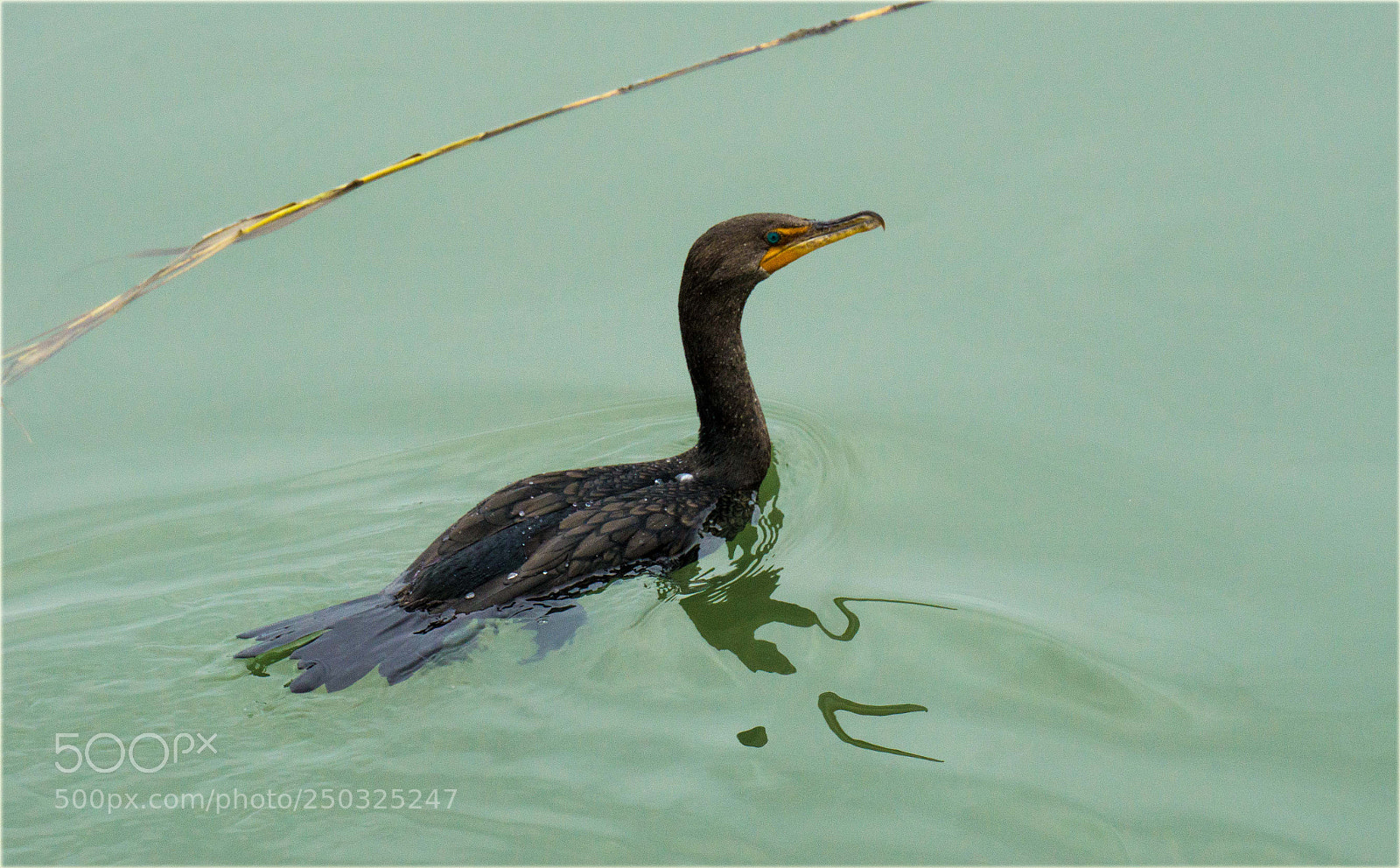 Sony a6000 sample photo. Cormorant photography