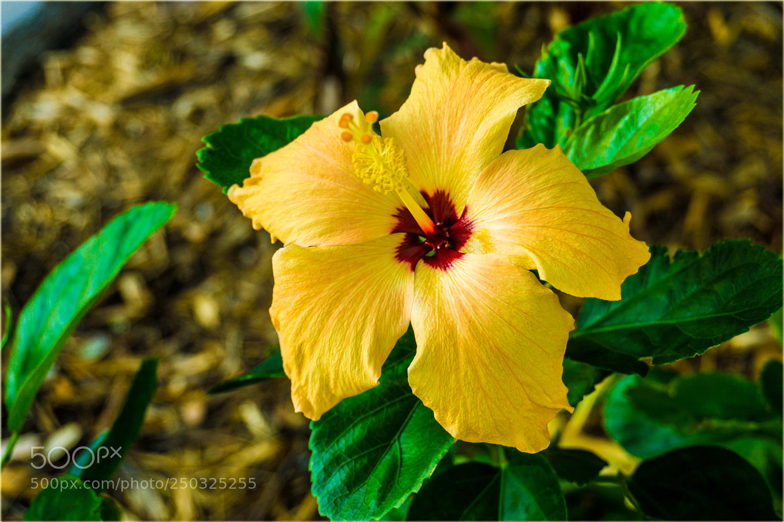 Sony a6000 sample photo. Flower photography