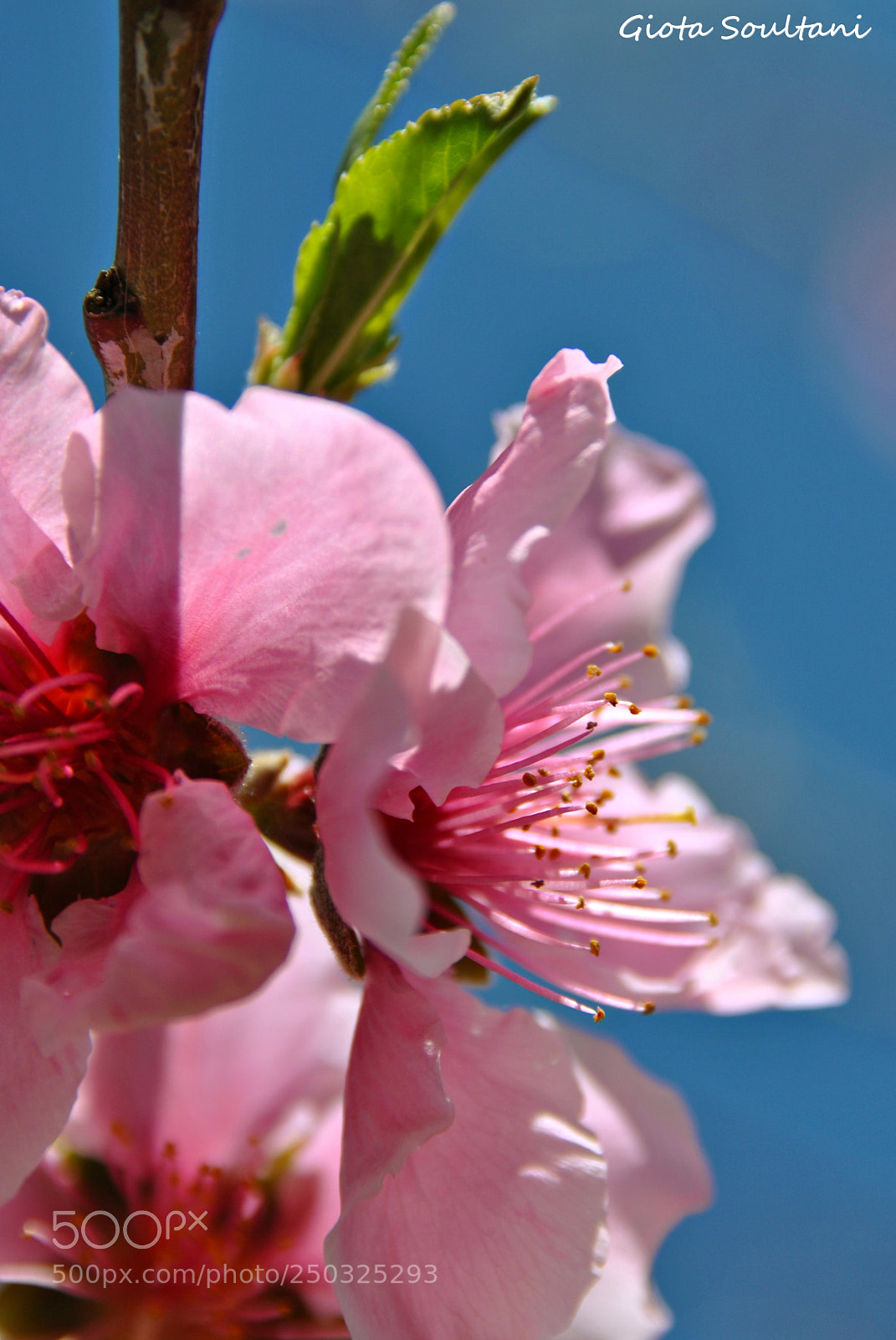 Nikon D3000 sample photo. Pink flower photography