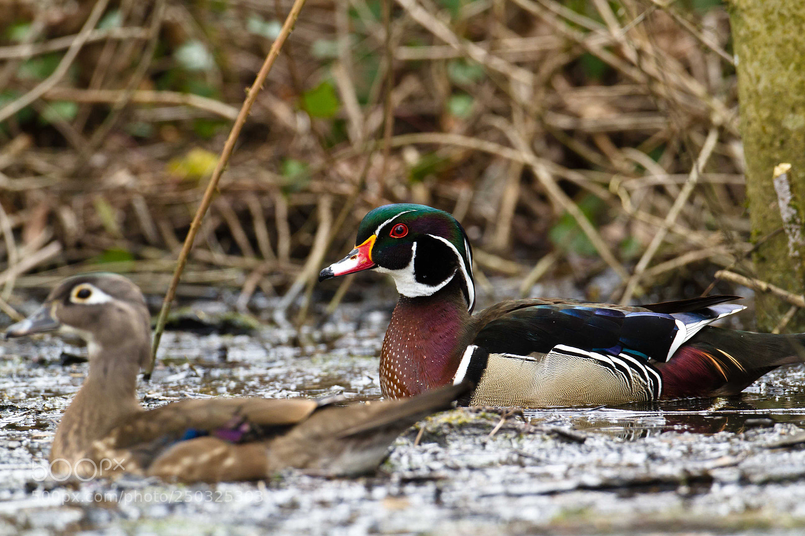 Canon EOS 7D sample photo. New duck on the photography