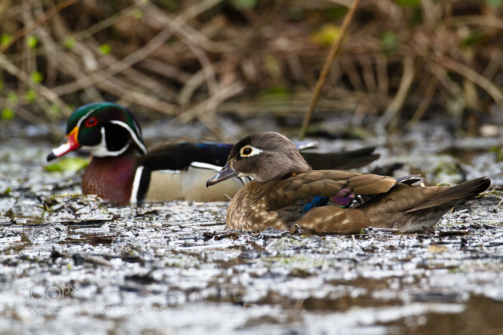 Canon EOS 7D sample photo. New duck on the photography