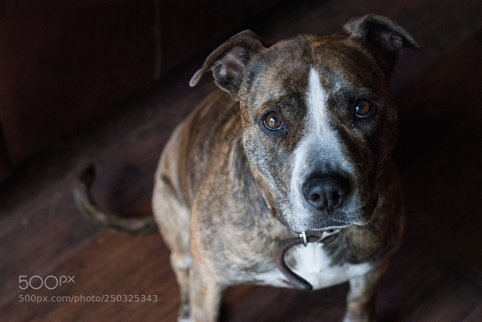 Nikon D3000 sample photo. Rylie girl photography