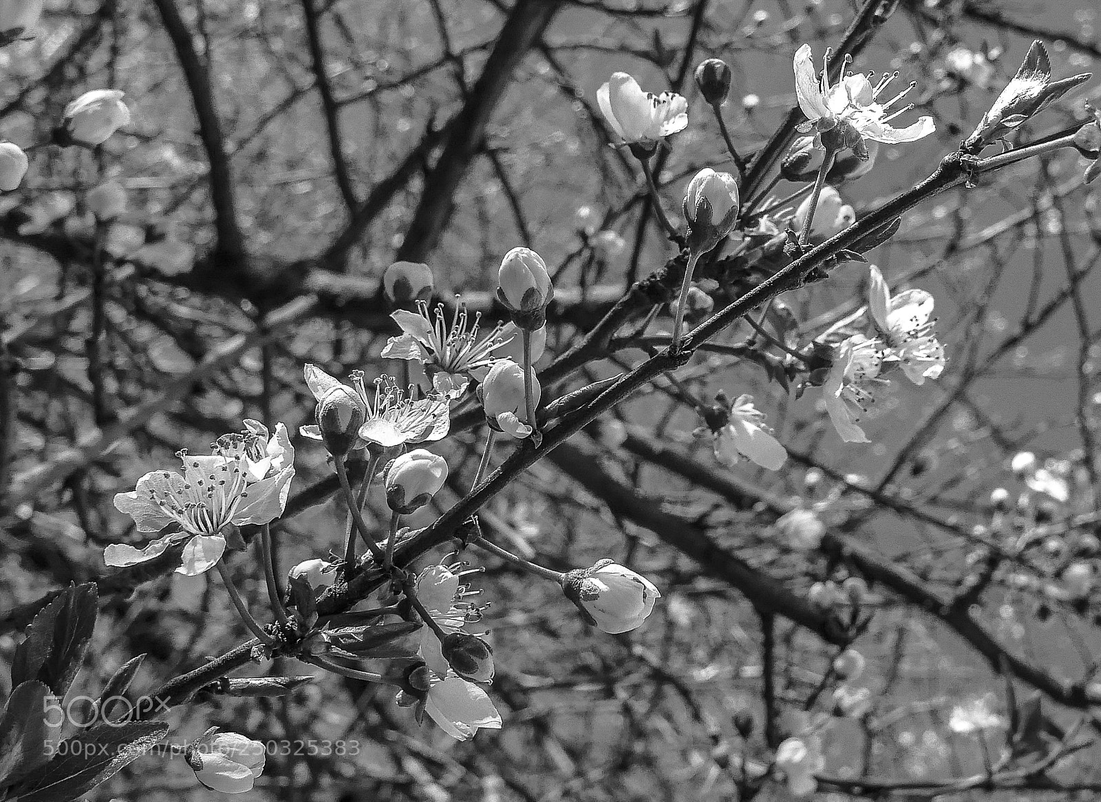 Panasonic Lumix DMC-LX100 sample photo. First blossoms in the photography
