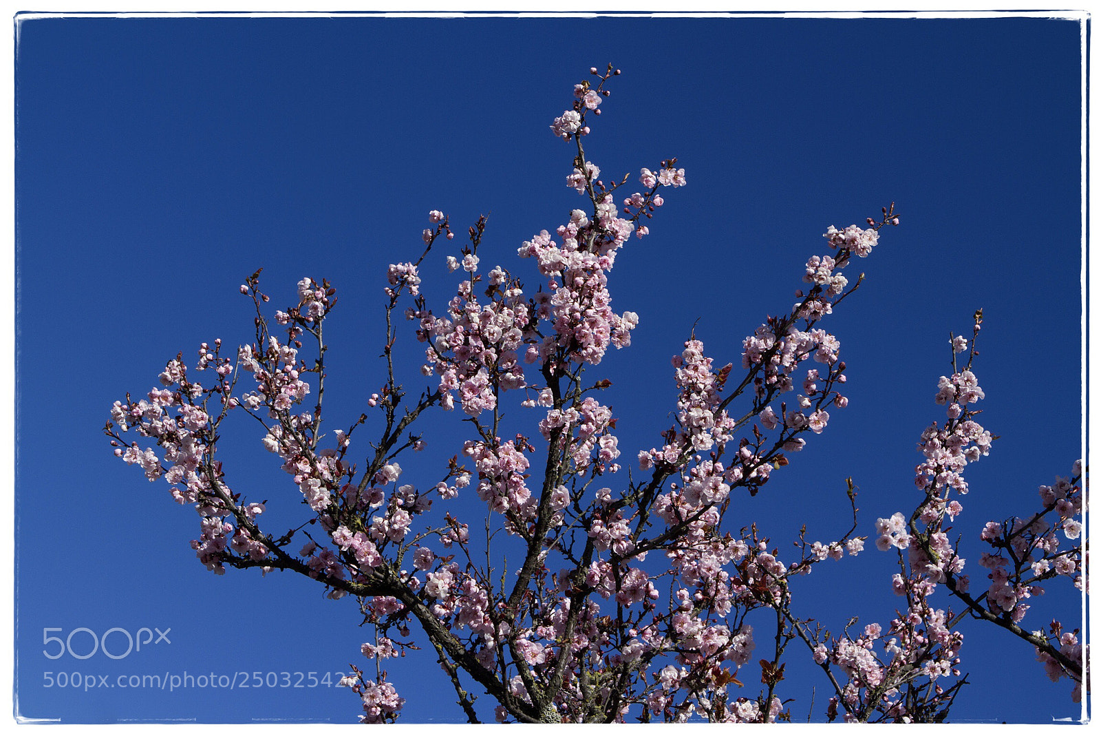 Canon EOS 7D sample photo. Cherry blossoms against a photography