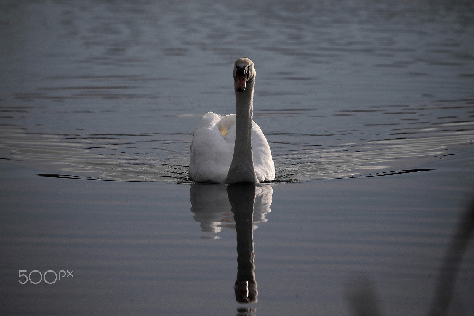 Canon EOS-1D X sample photo. Charme... photography