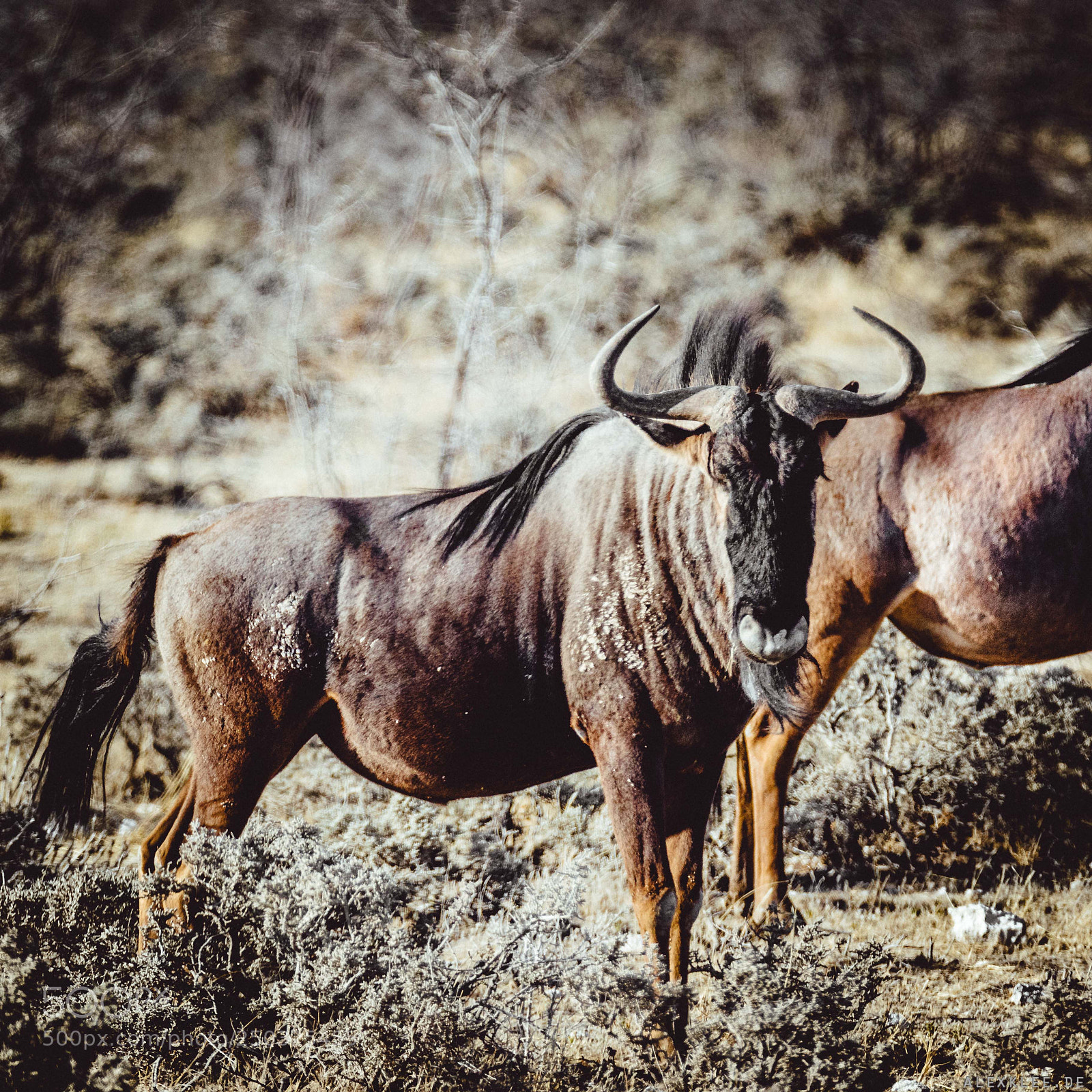 Canon EOS 7D Mark II sample photo. The gnu photography