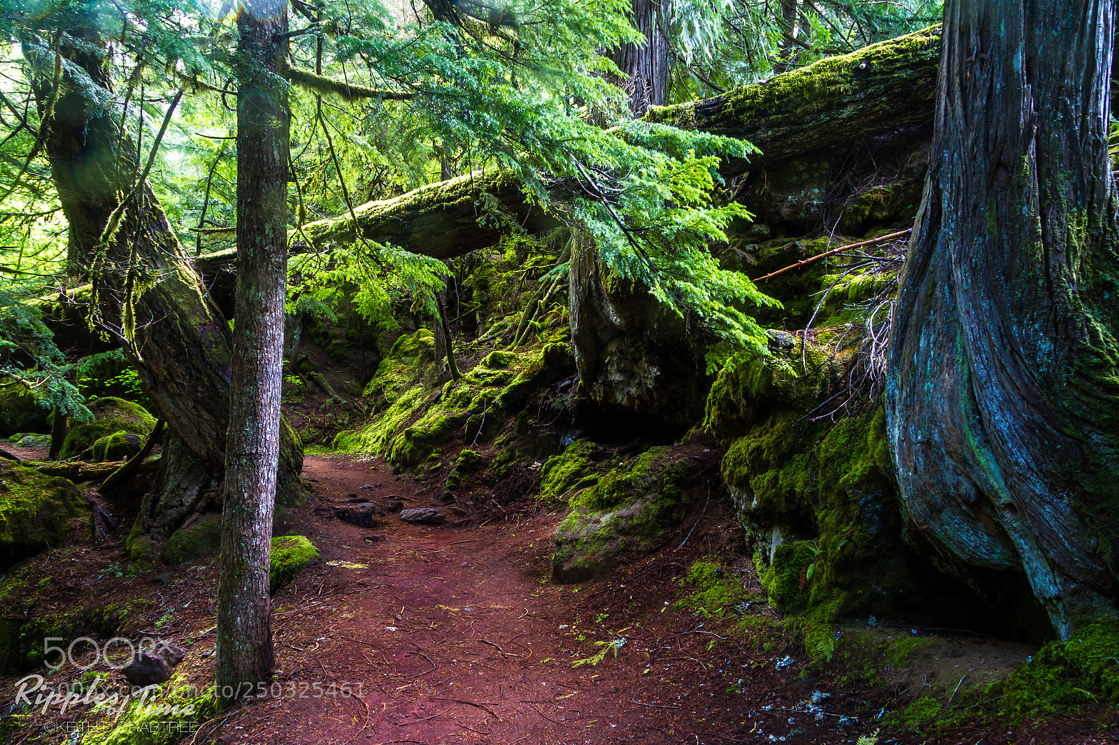 Canon EOS 7D sample photo. A enchanged trail photography