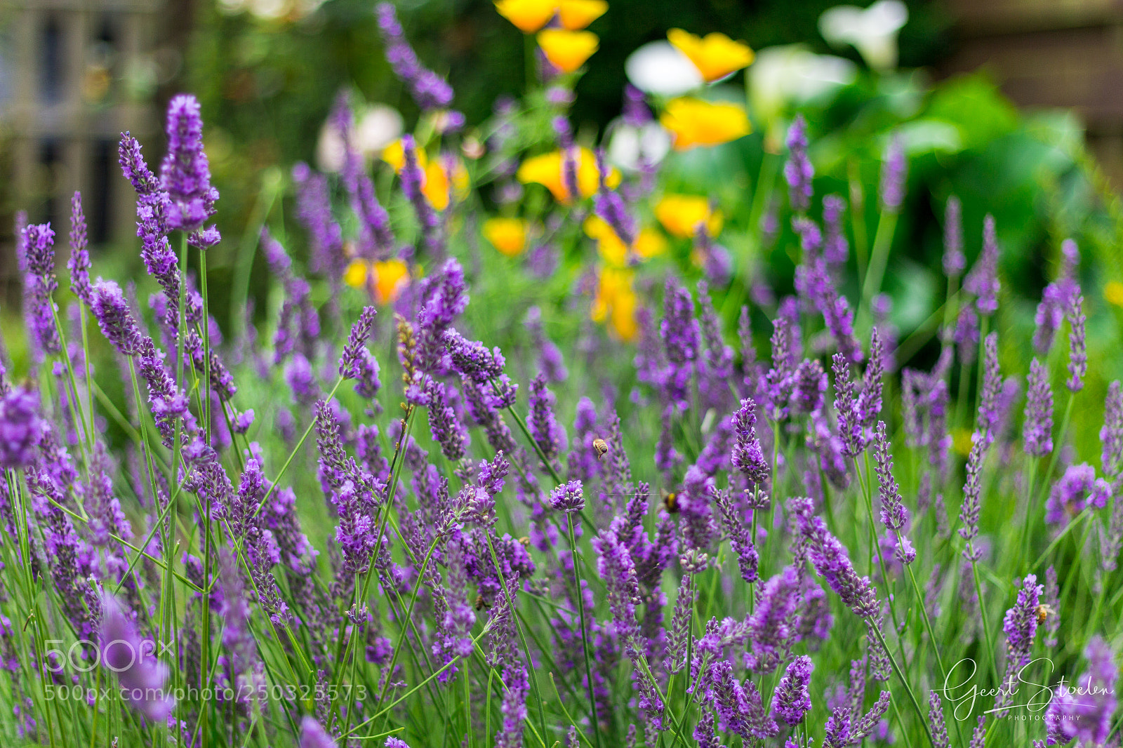 Canon EOS 60D sample photo. Garden during spring time photography