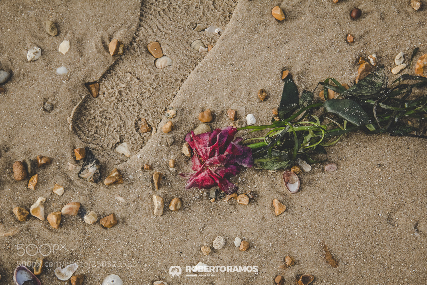 Canon EOS 60D sample photo. Life isn't easy photography