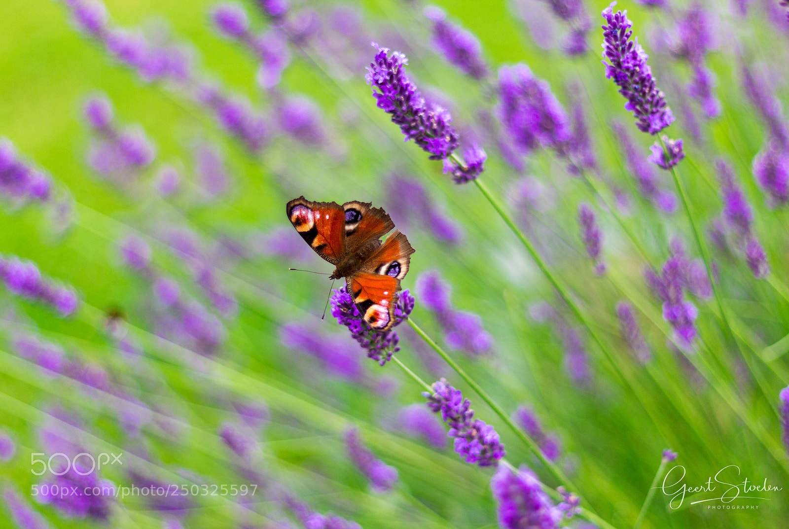 Canon EOS 60D sample photo. Butterfly visiting lavender bushes photography