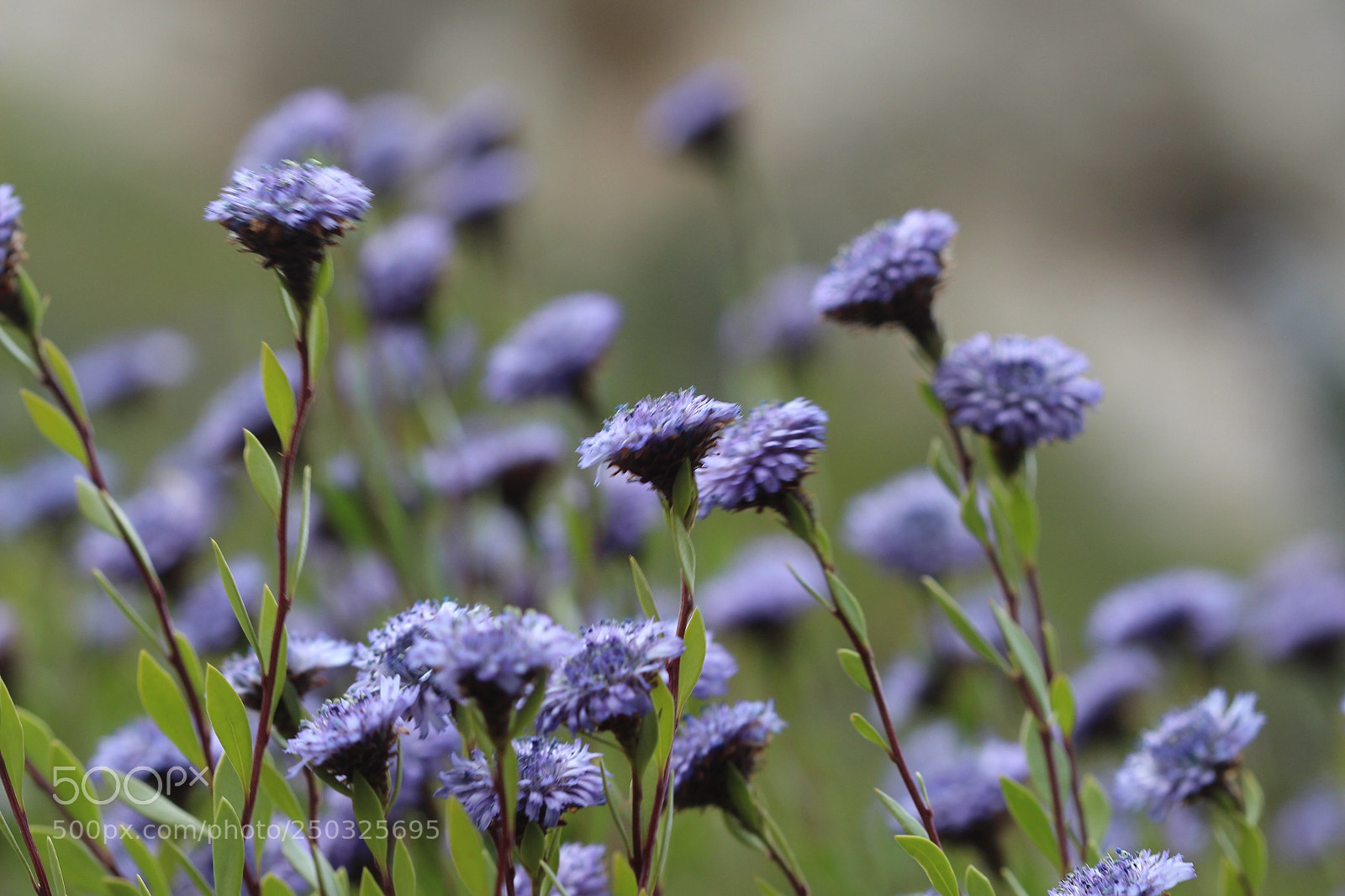 Canon EOS 700D (EOS Rebel T5i / EOS Kiss X7i) sample photo. Breathe photography