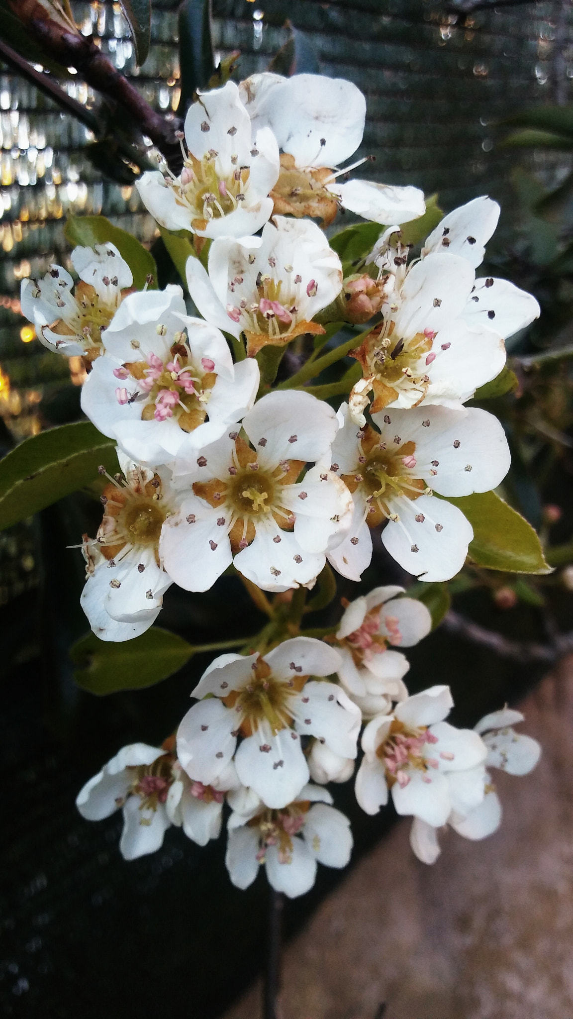 LG K10 sample photo. Peral tree photography