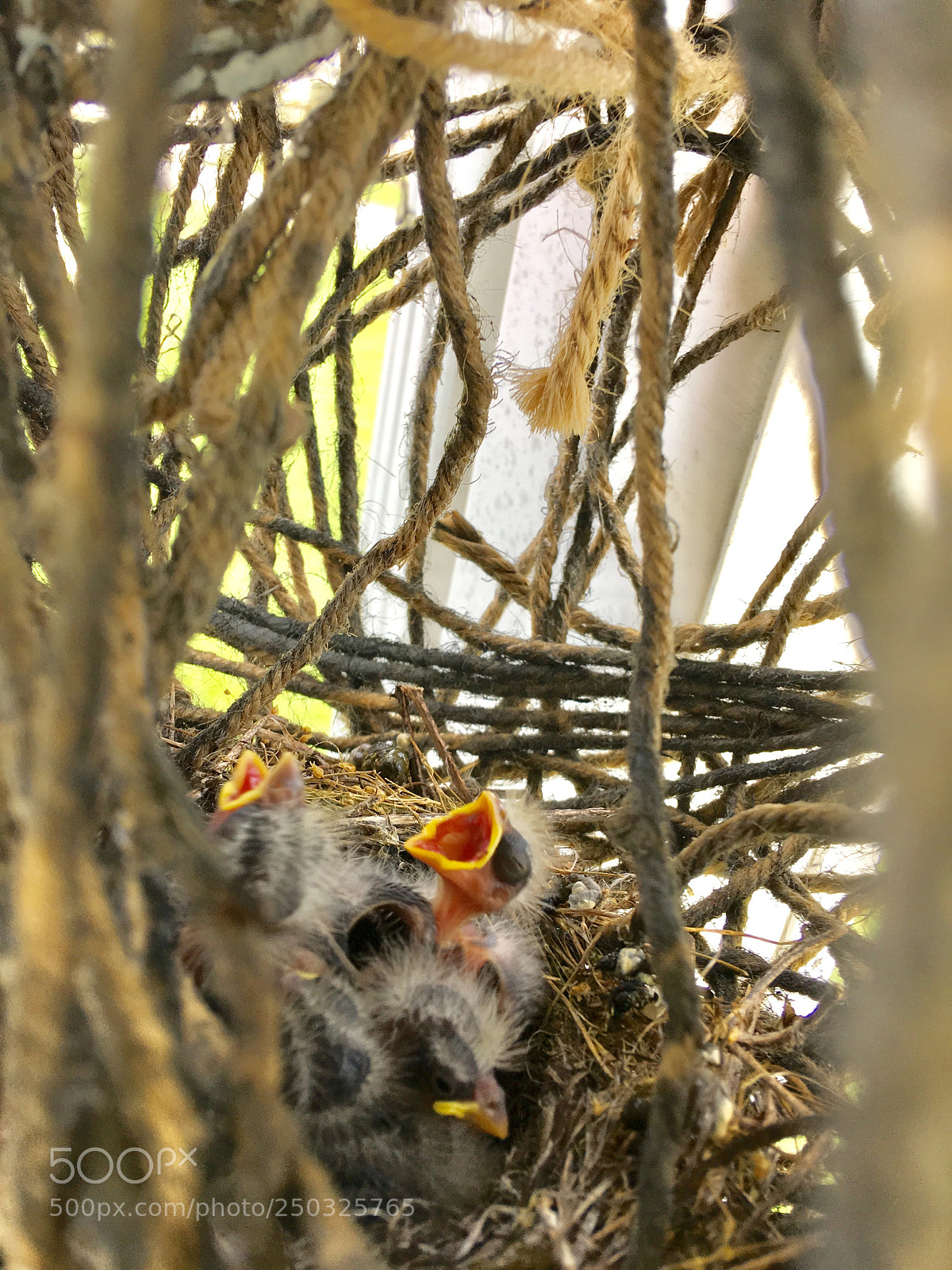 Apple iPhone 6s Plus sample photo. Birds  photography