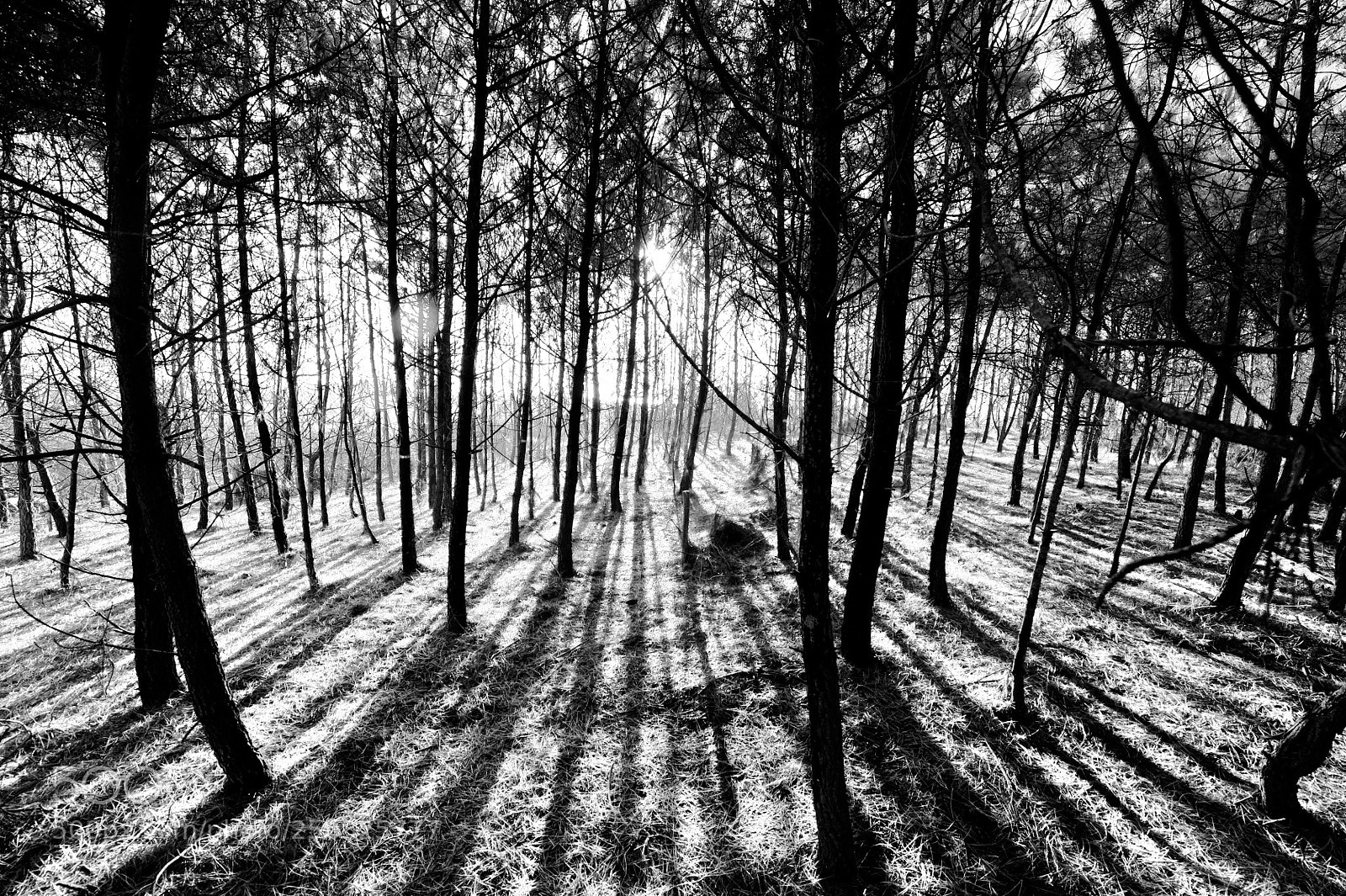 Nikon D3 sample photo. Forest of light photography