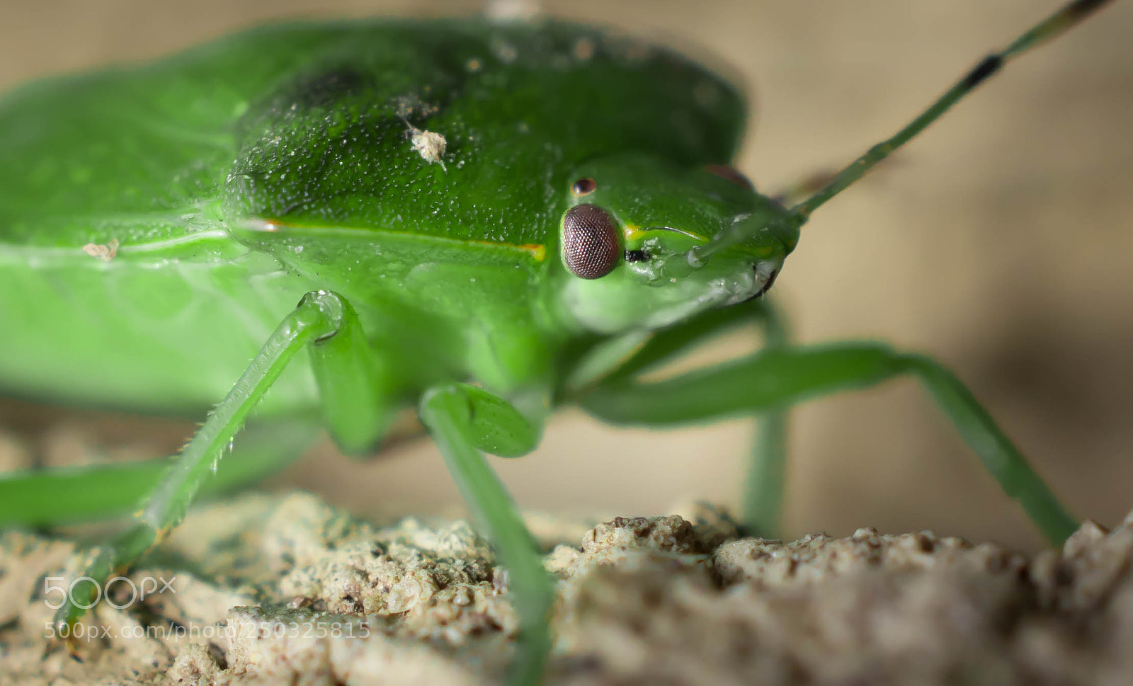 Nikon D7100 sample photo. Green bug macro photography