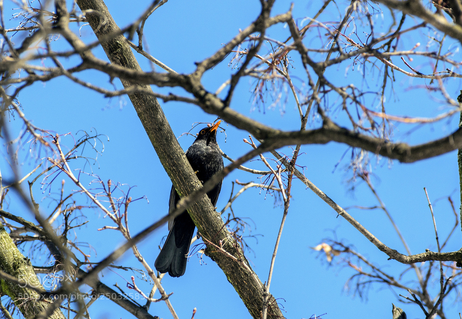 Nikon D5300 sample photo. Bird photography