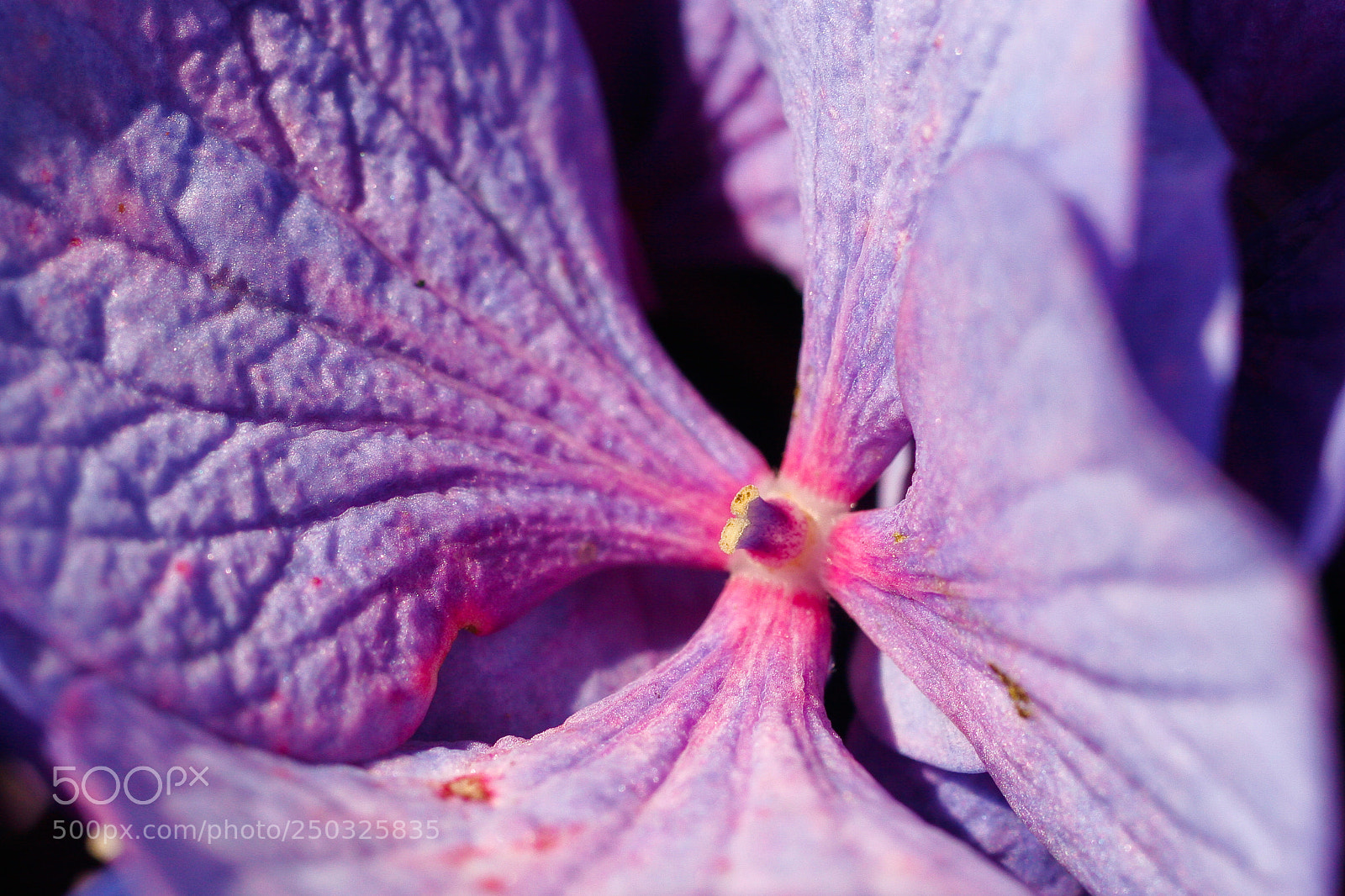 Canon EOS 20D sample photo. Hms photography