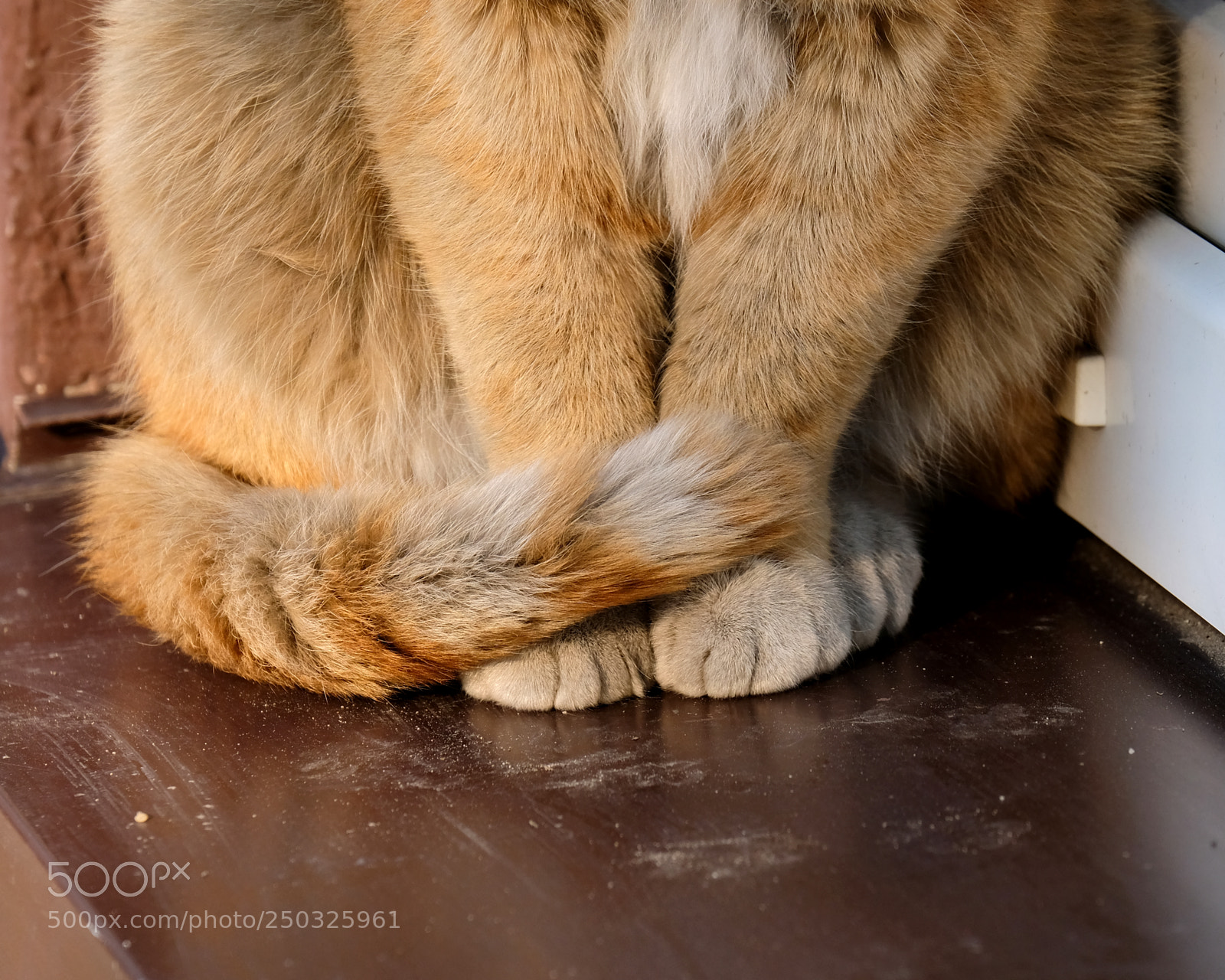 Fujifilm X-T20 sample photo. Paws photography